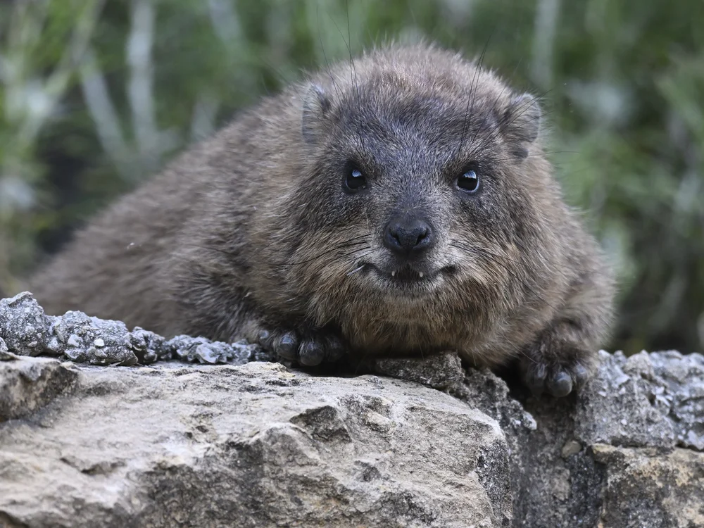 Rock Hyrax (Procavia capensis)