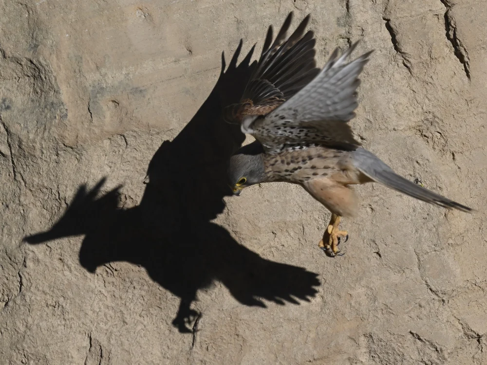 Eurasian Kestrel — Eurasian Kestrel Closeups