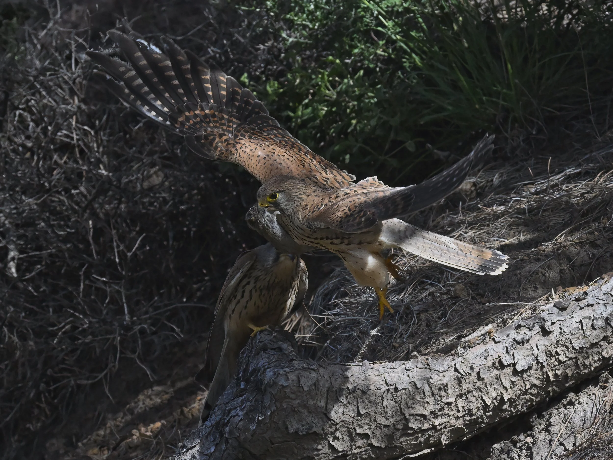Birds of prey eating