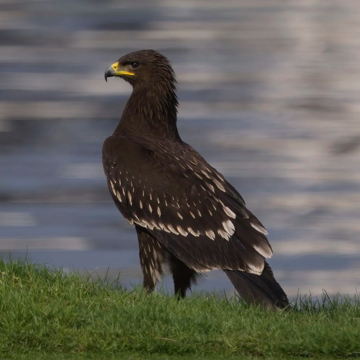 Birds of Prey UAE