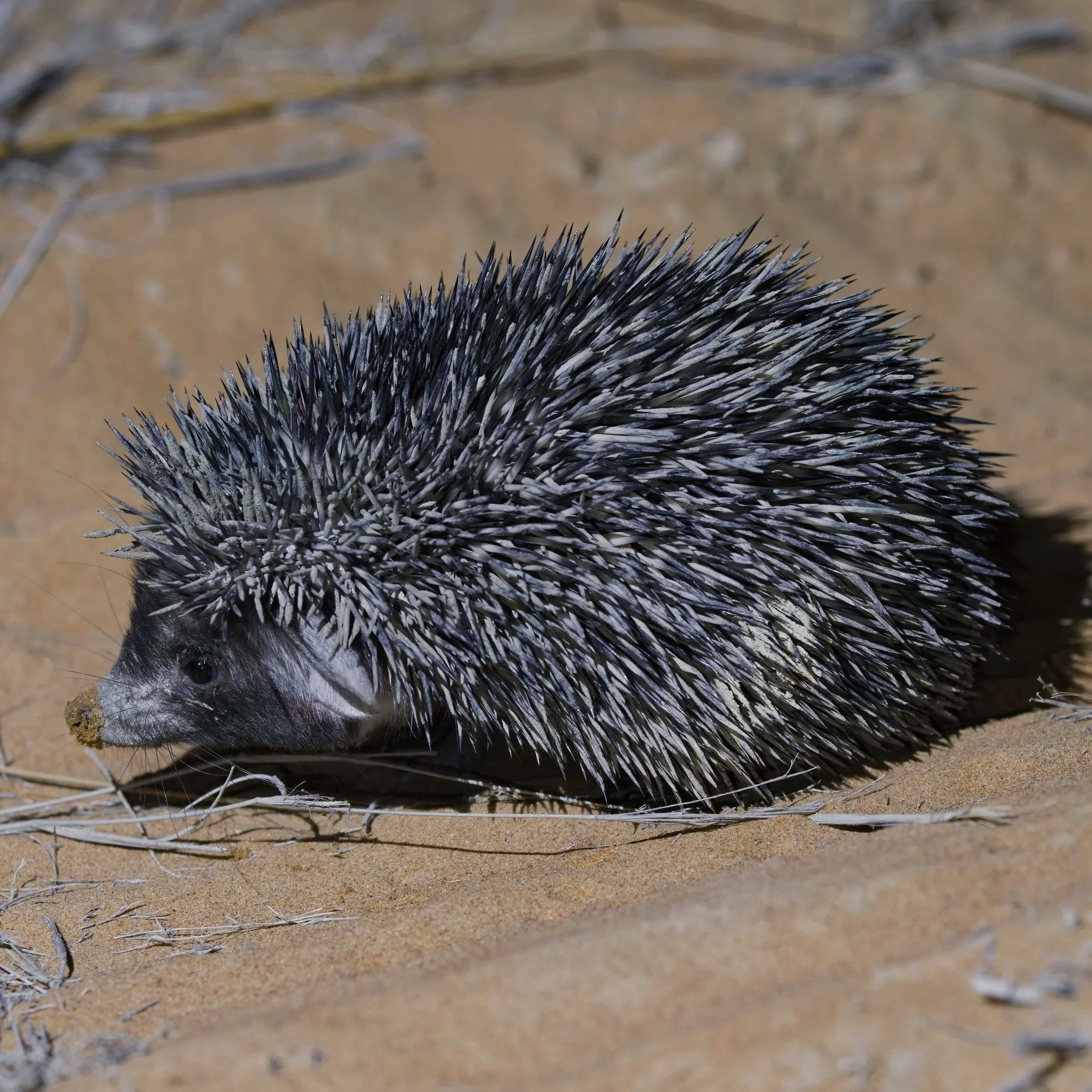 Desert Hedgehog \ Paraechinus aethiopicus