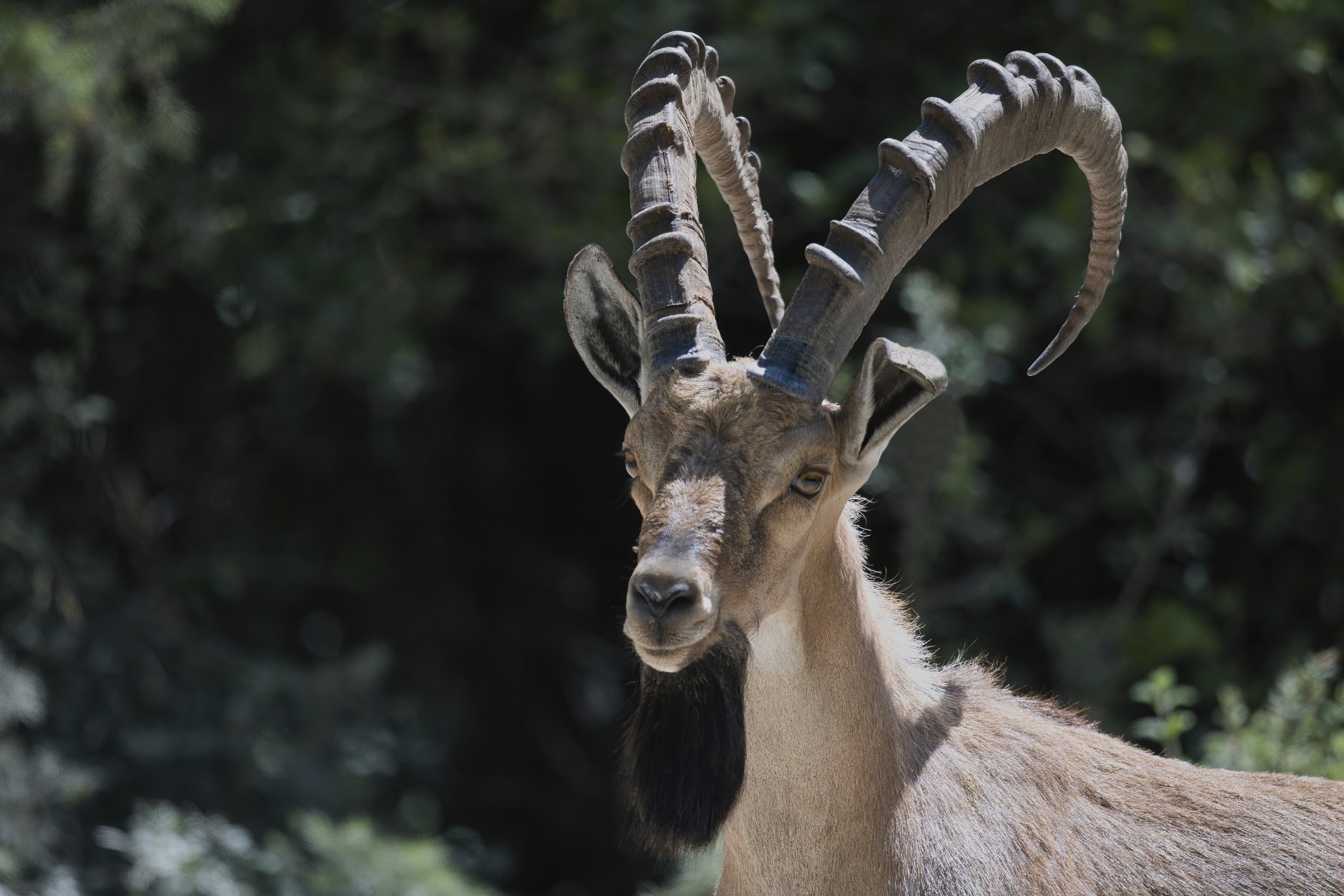 Nubian Ibex (Capra nubiana)