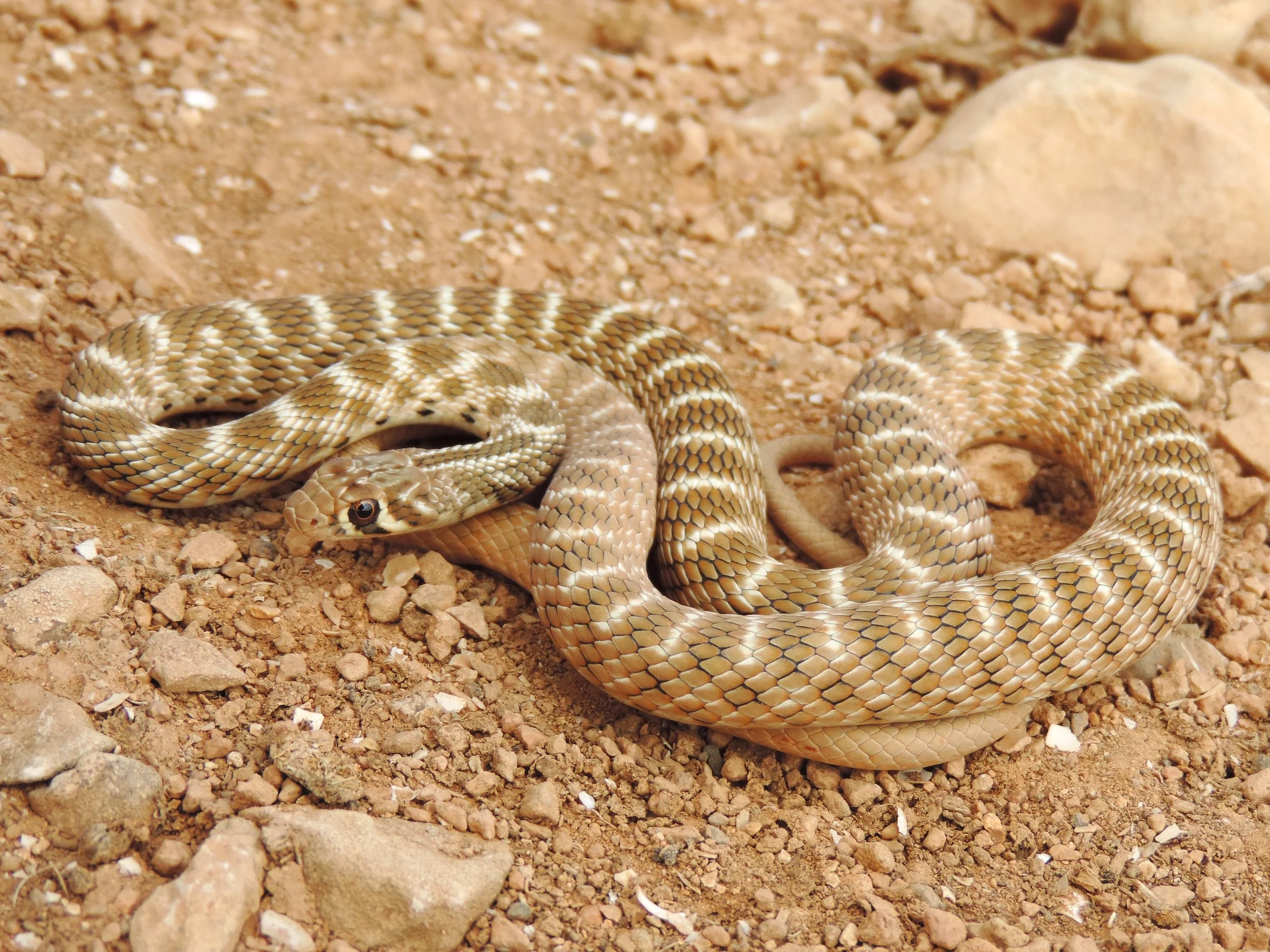 Roger’s Racer (Platyceps rogersi) showing its slender body and patterned scales.