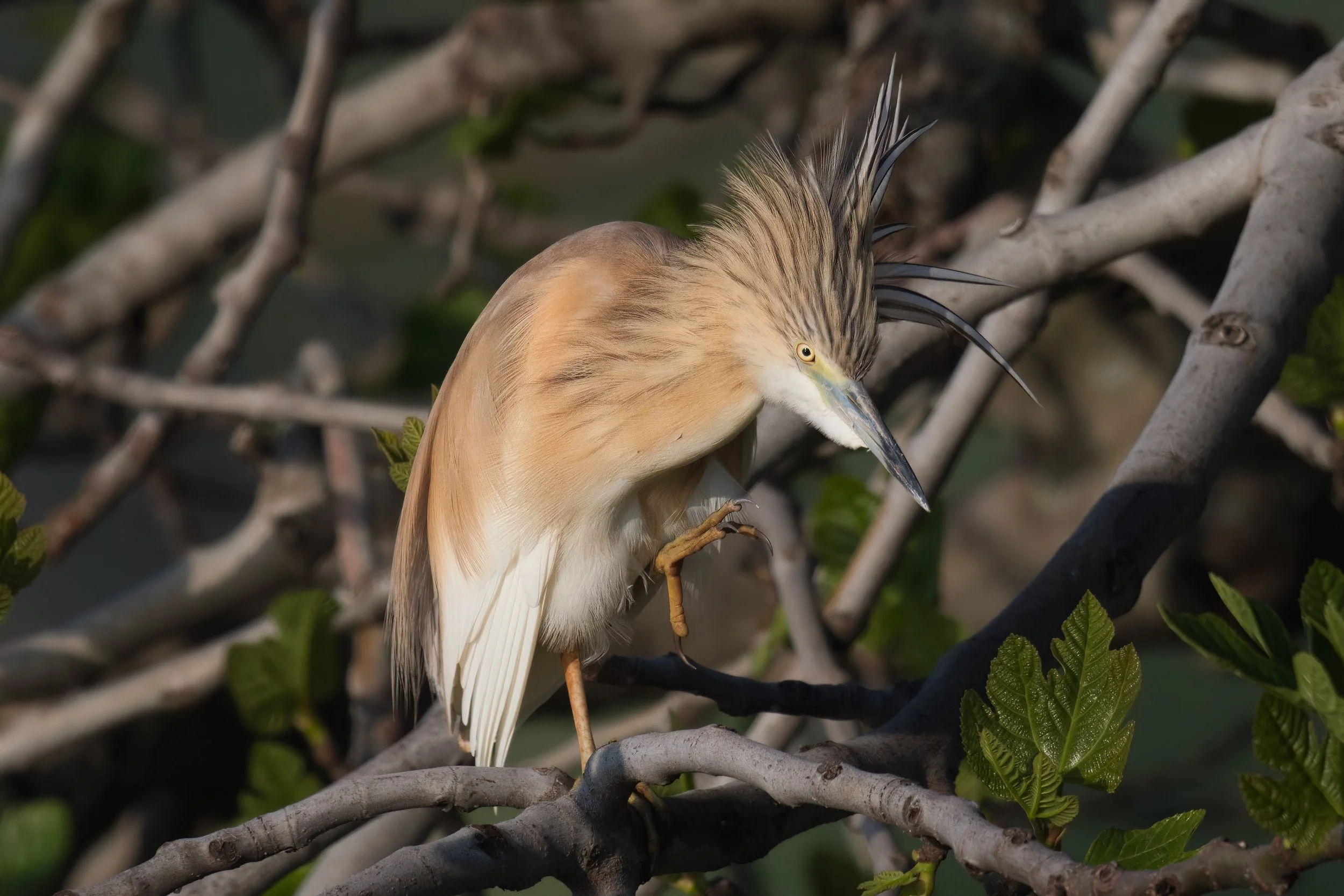 Squacco Heron (Ardeola ralloides)