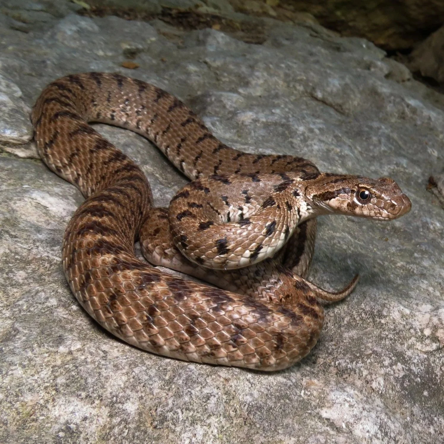  Spotted Whip Snake \ Hemorrhois ravergieri 