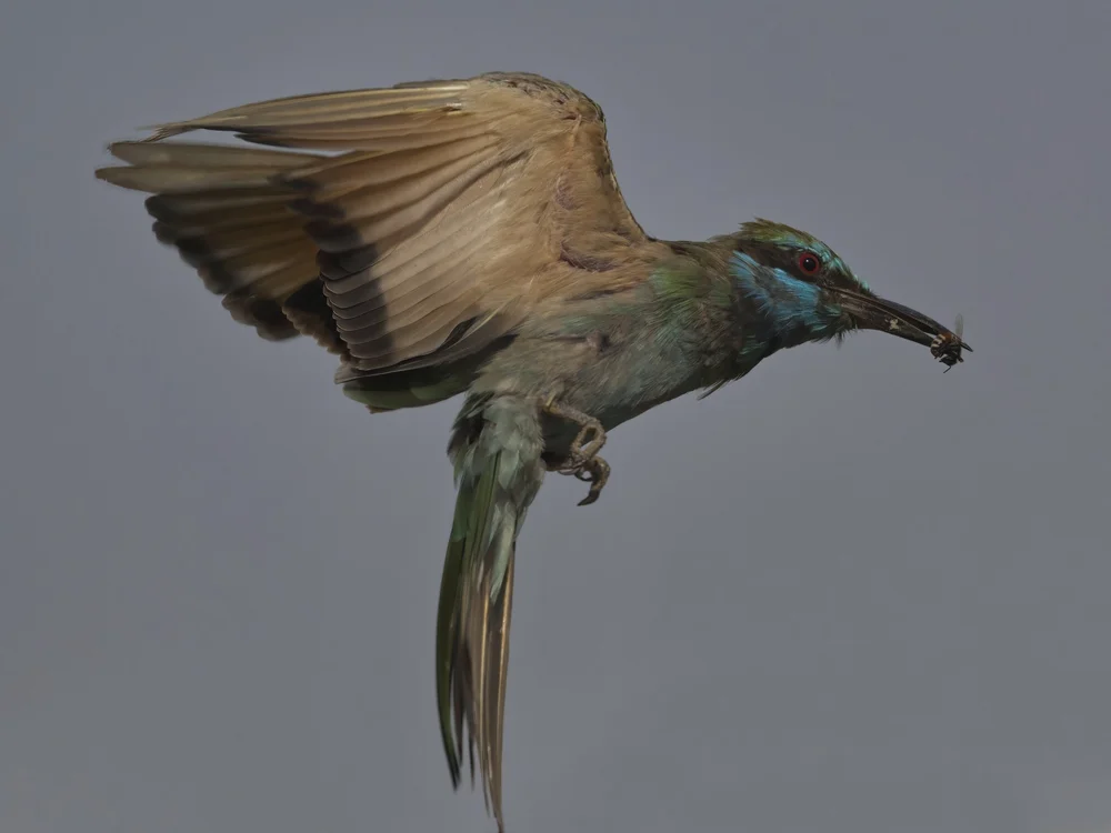 Arabian Green Bee-eater in flight, UAE