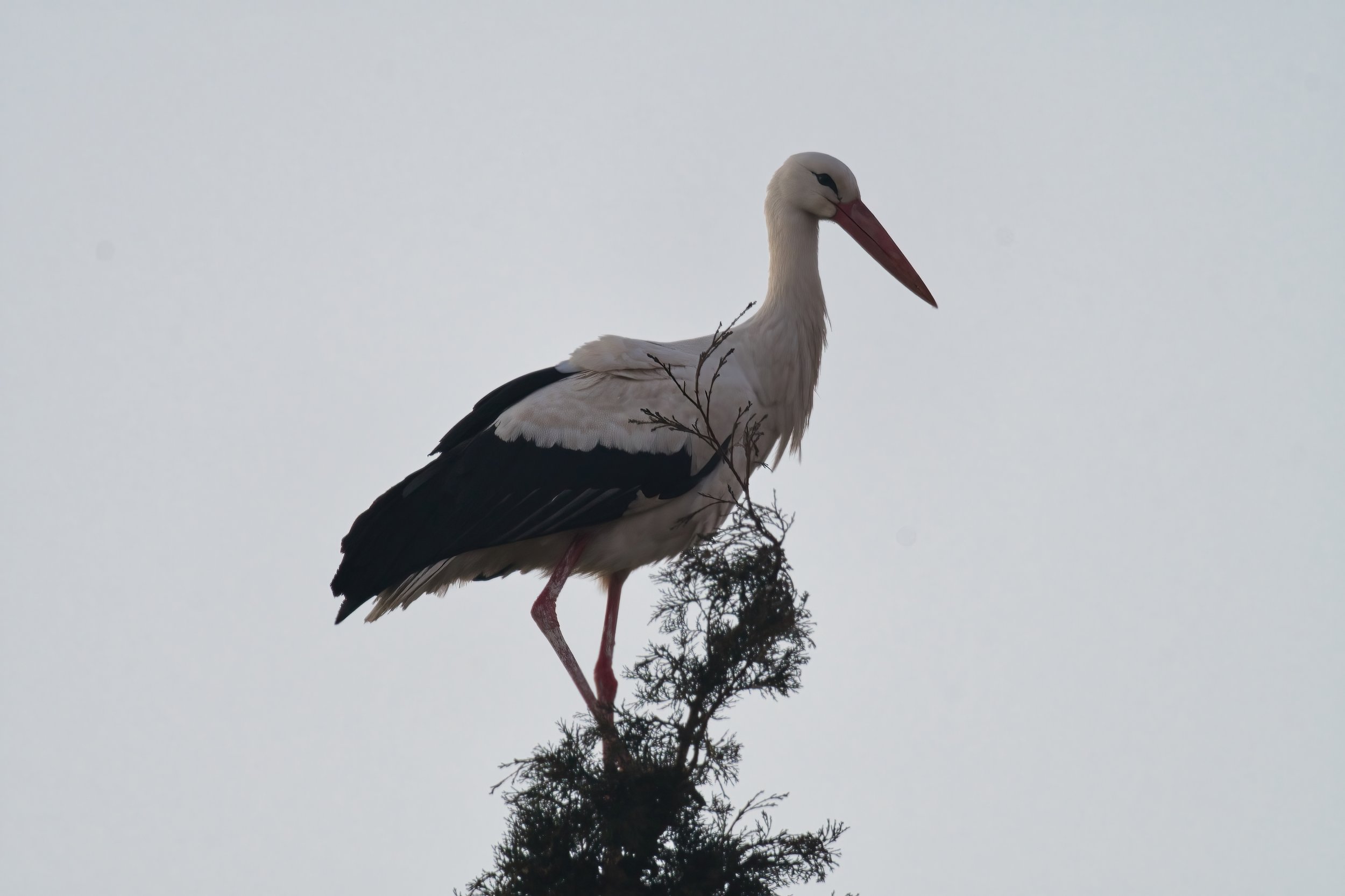 White Stork D54_7433.jpeg