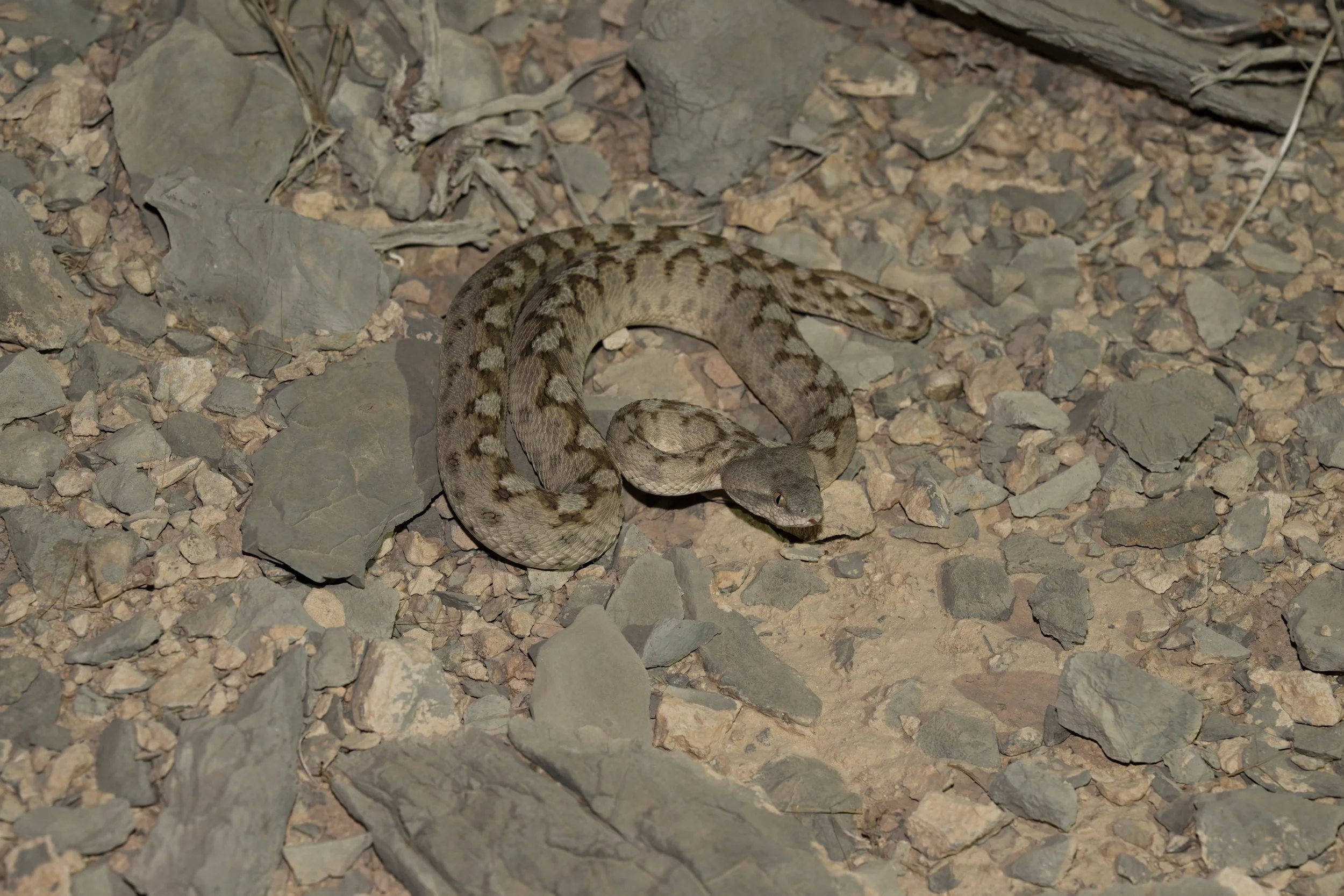 Hajar Saw-scaled Viper \ Echis omanensis