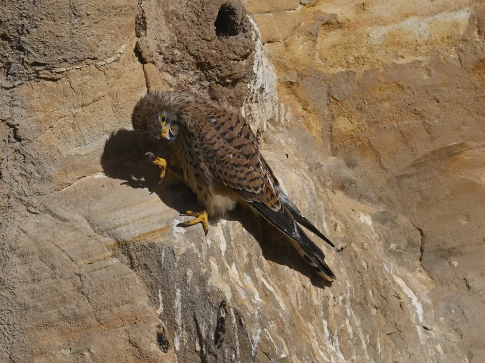 Eurasian Kestrel — best of the story