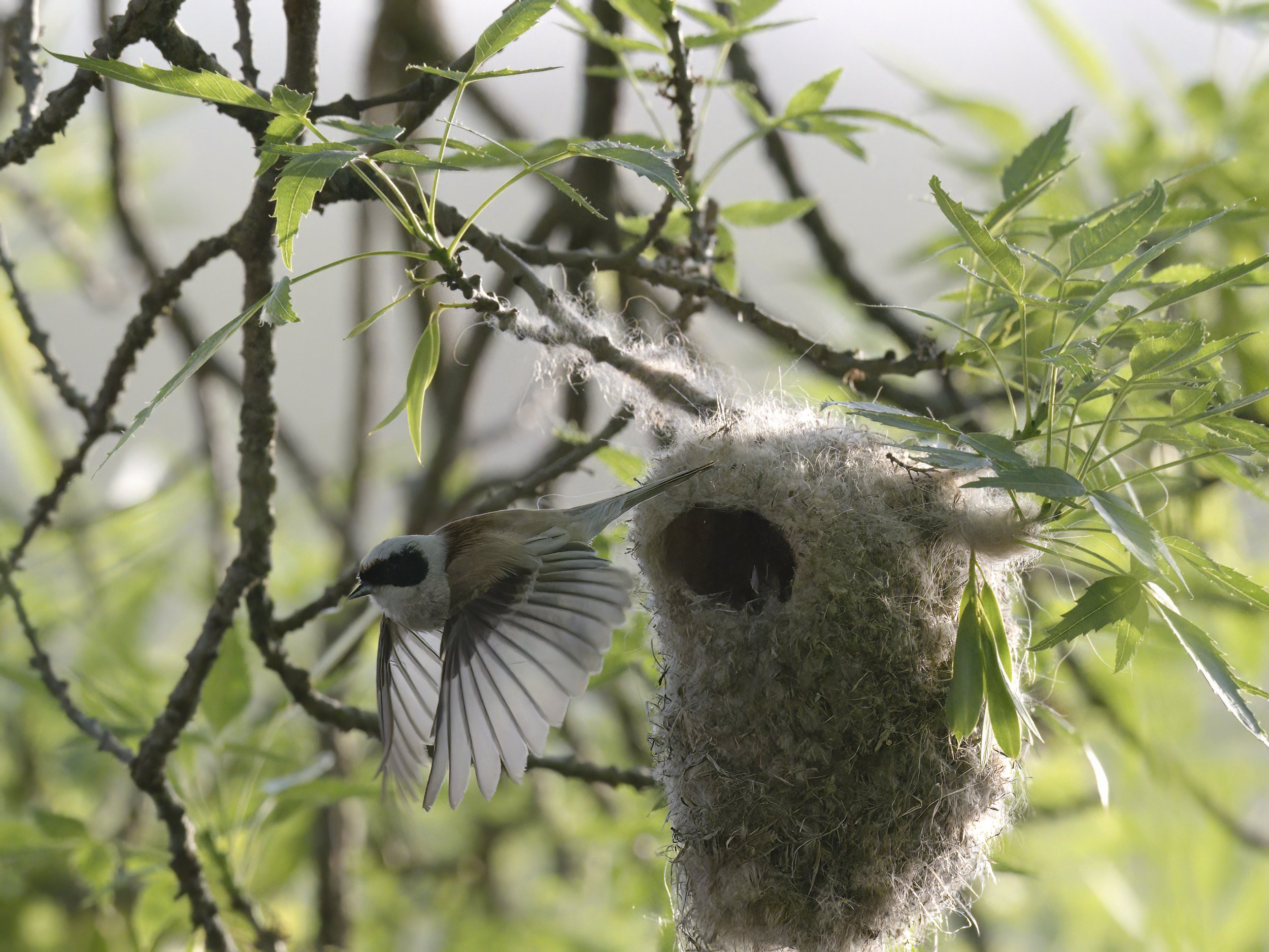 Birds nesting