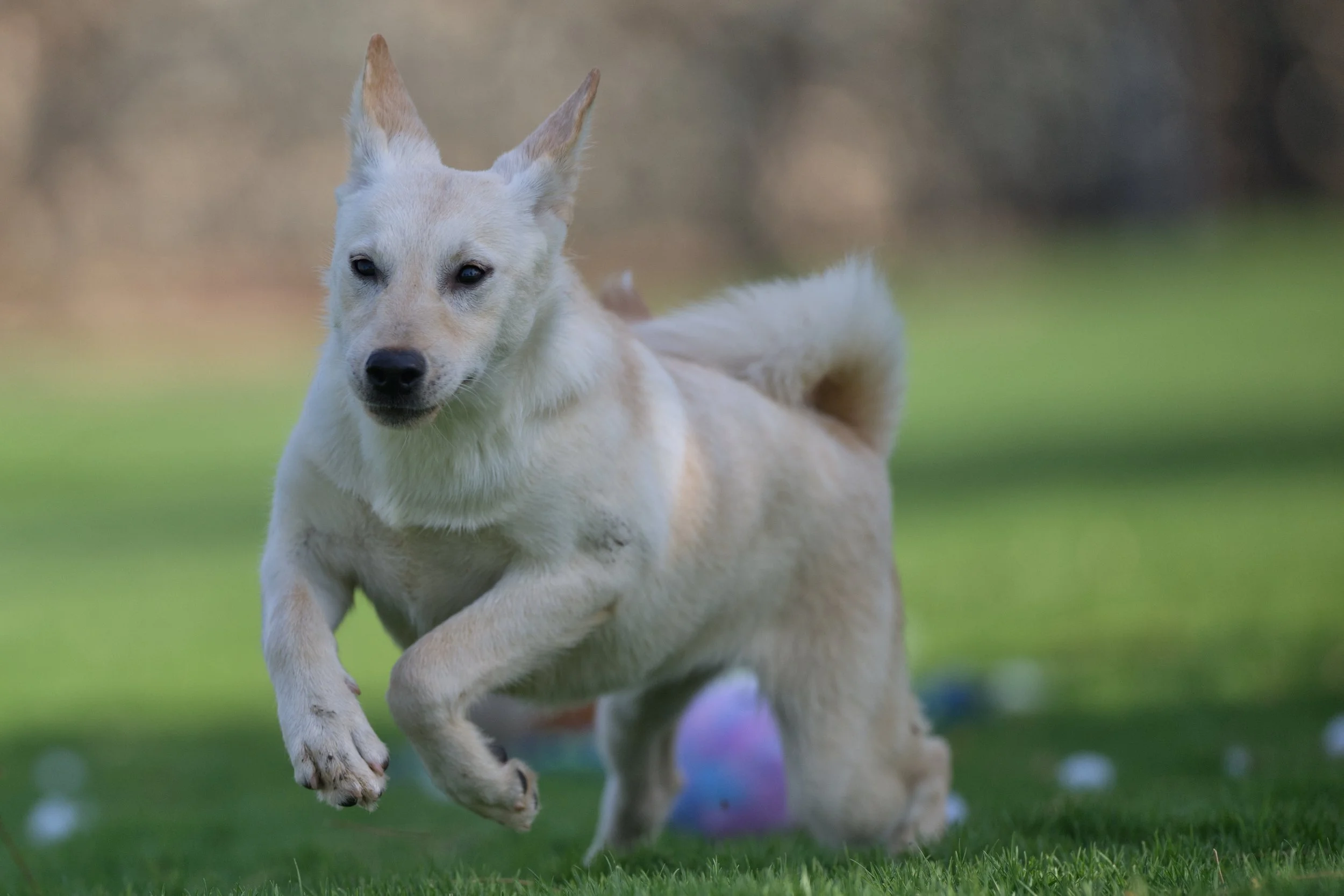Adopt dog in RAK