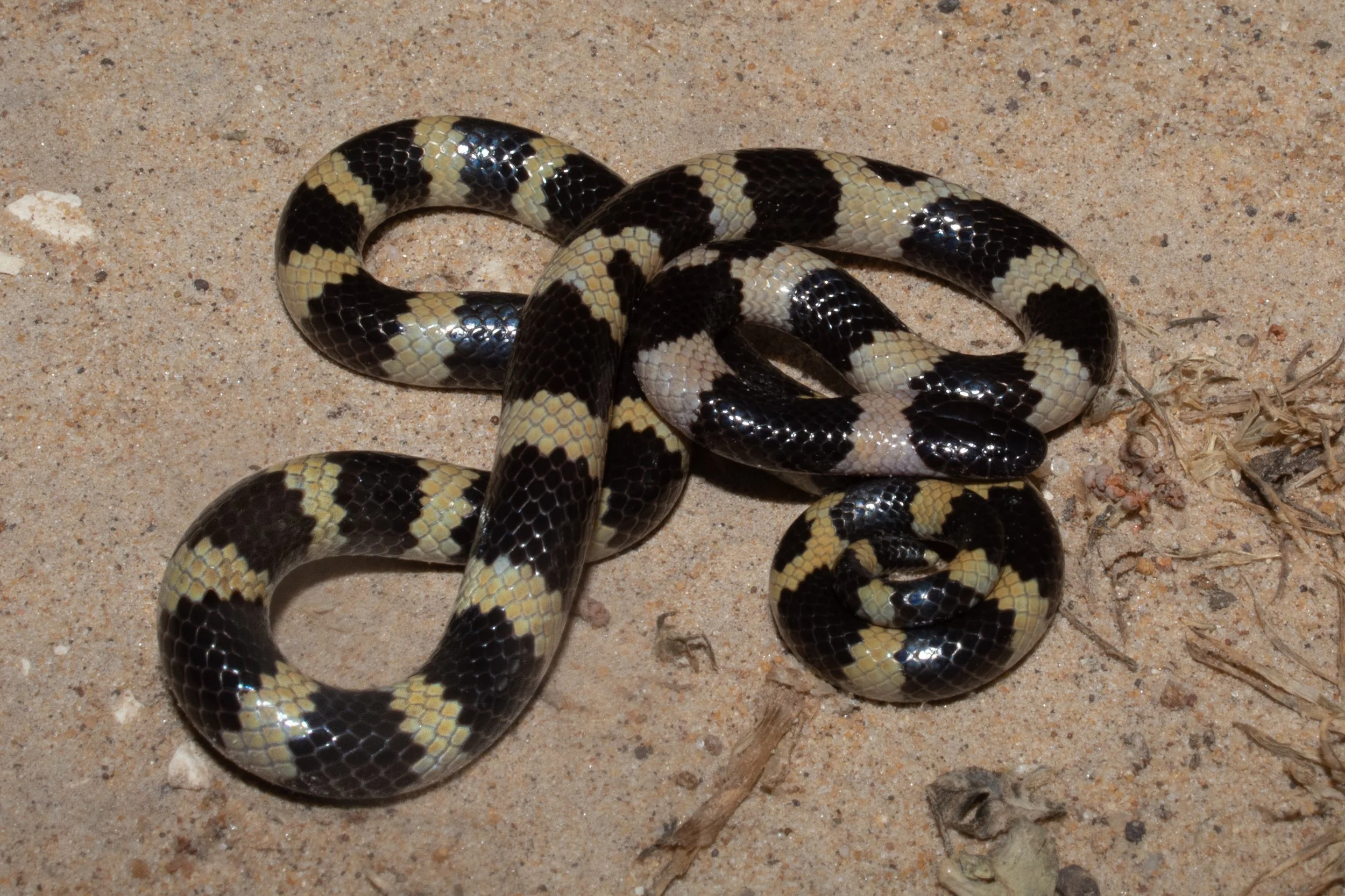 Photo credit: Shady Akl