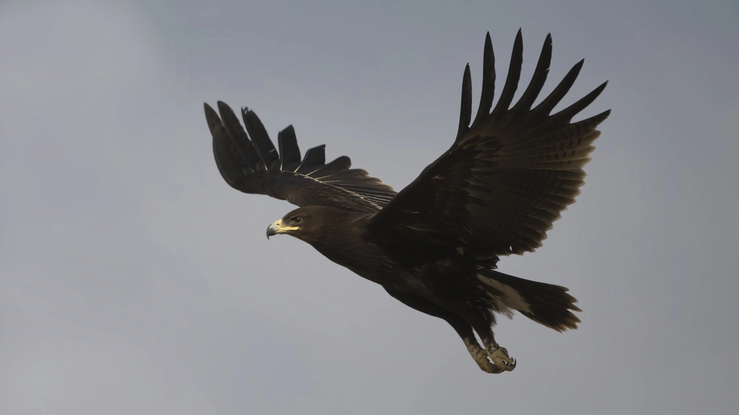 UAE Birds Migration