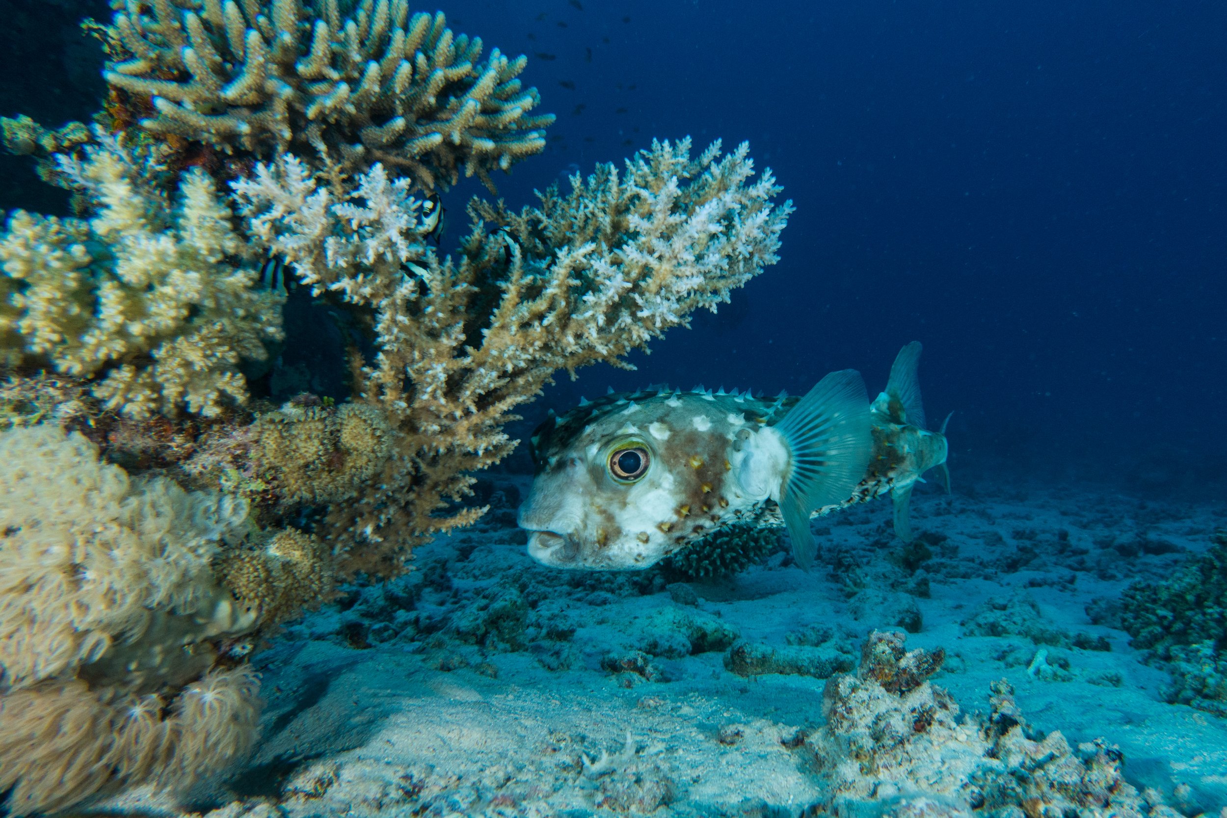 Porcupine fish - Egypt Marine life