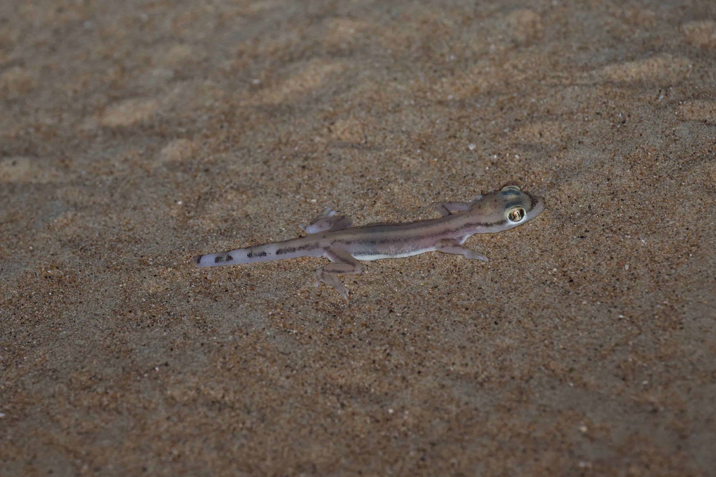 Arabian Web-footed Sand Gecko | وزغة الرمال العربية ذات الأقدام الغشائية | Trigonodactylus arabicus