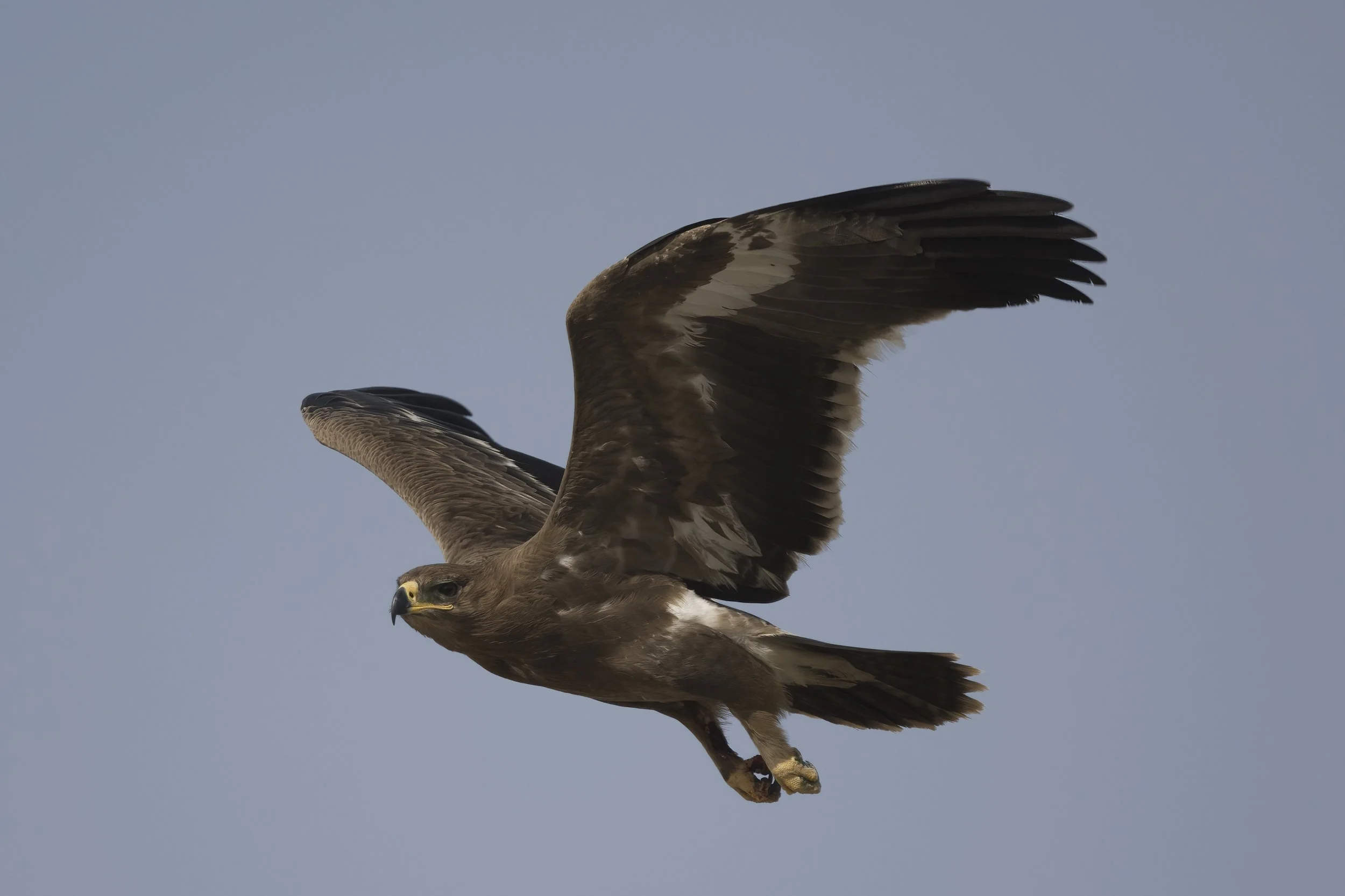 Steppe Eagle (Aquila nipalensis)
