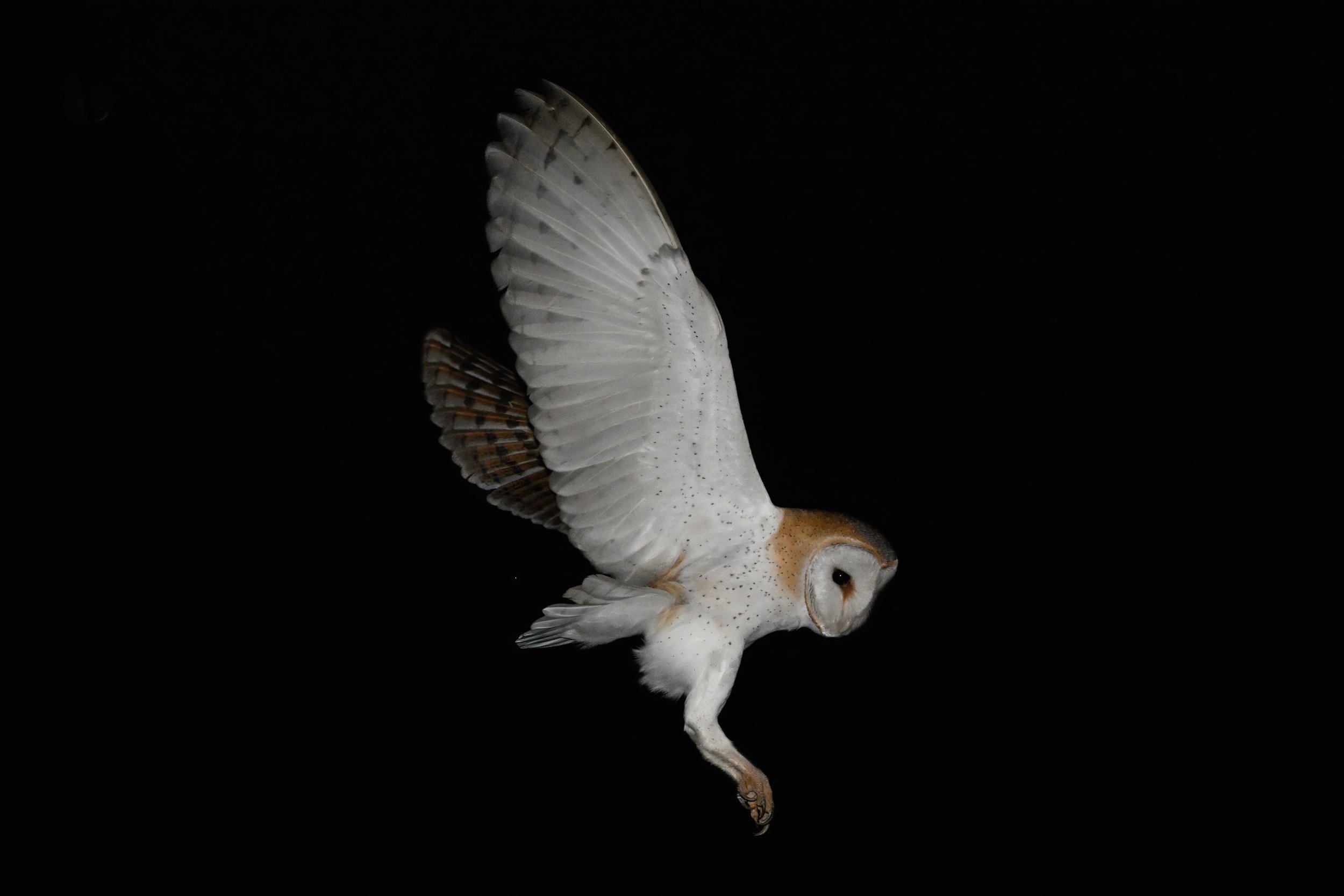 Barn Owl (Tyto alba) in flight