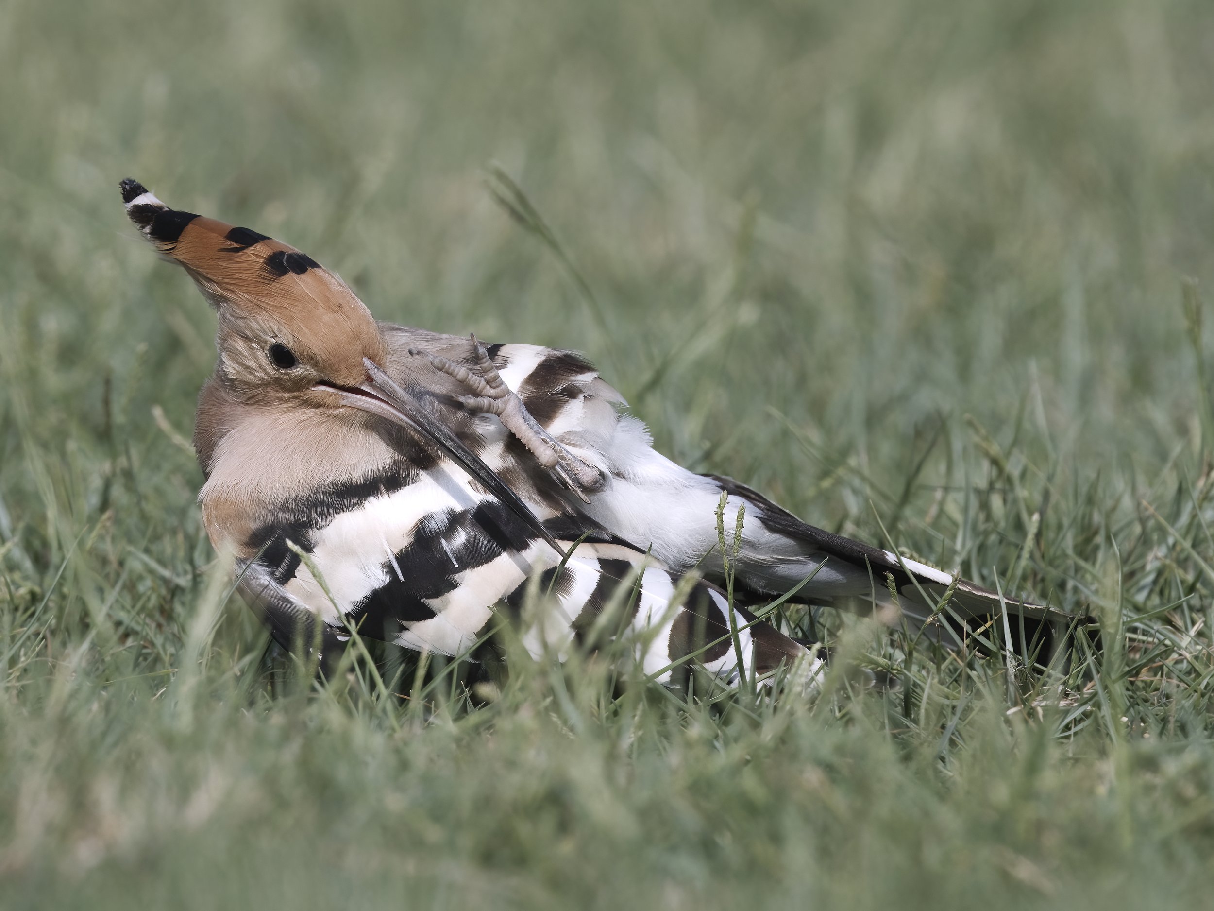 Hoopoe United Arab Emirates