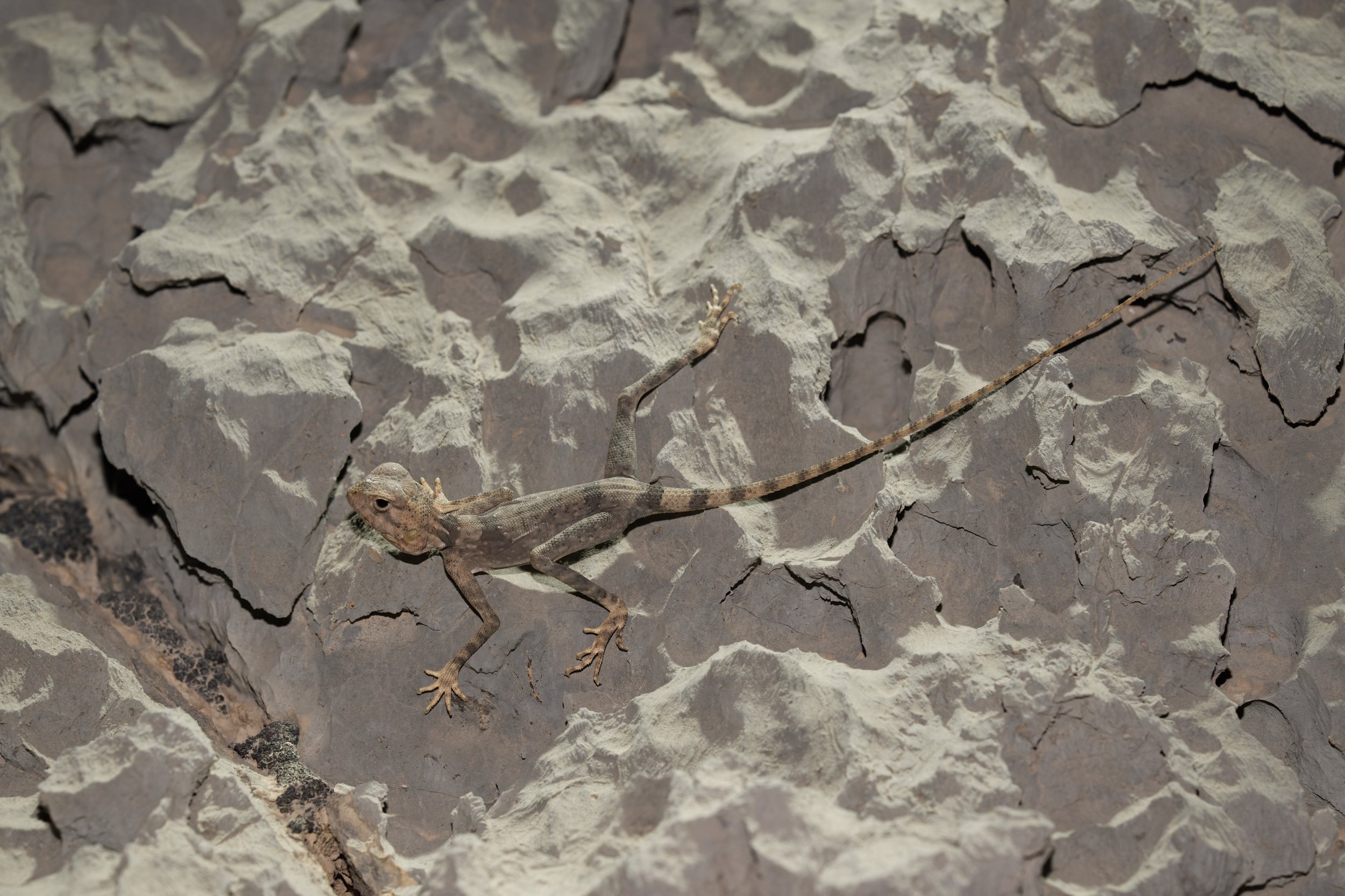 Hajar Rock Agama \  Pseudotrapelus jensvindumi( ) Agama,UAE 