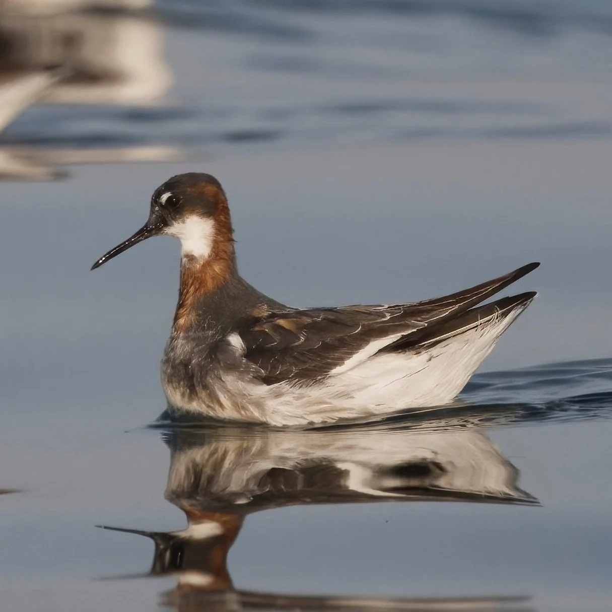 Red-necked Phalarope (Phalaropus lobatus)