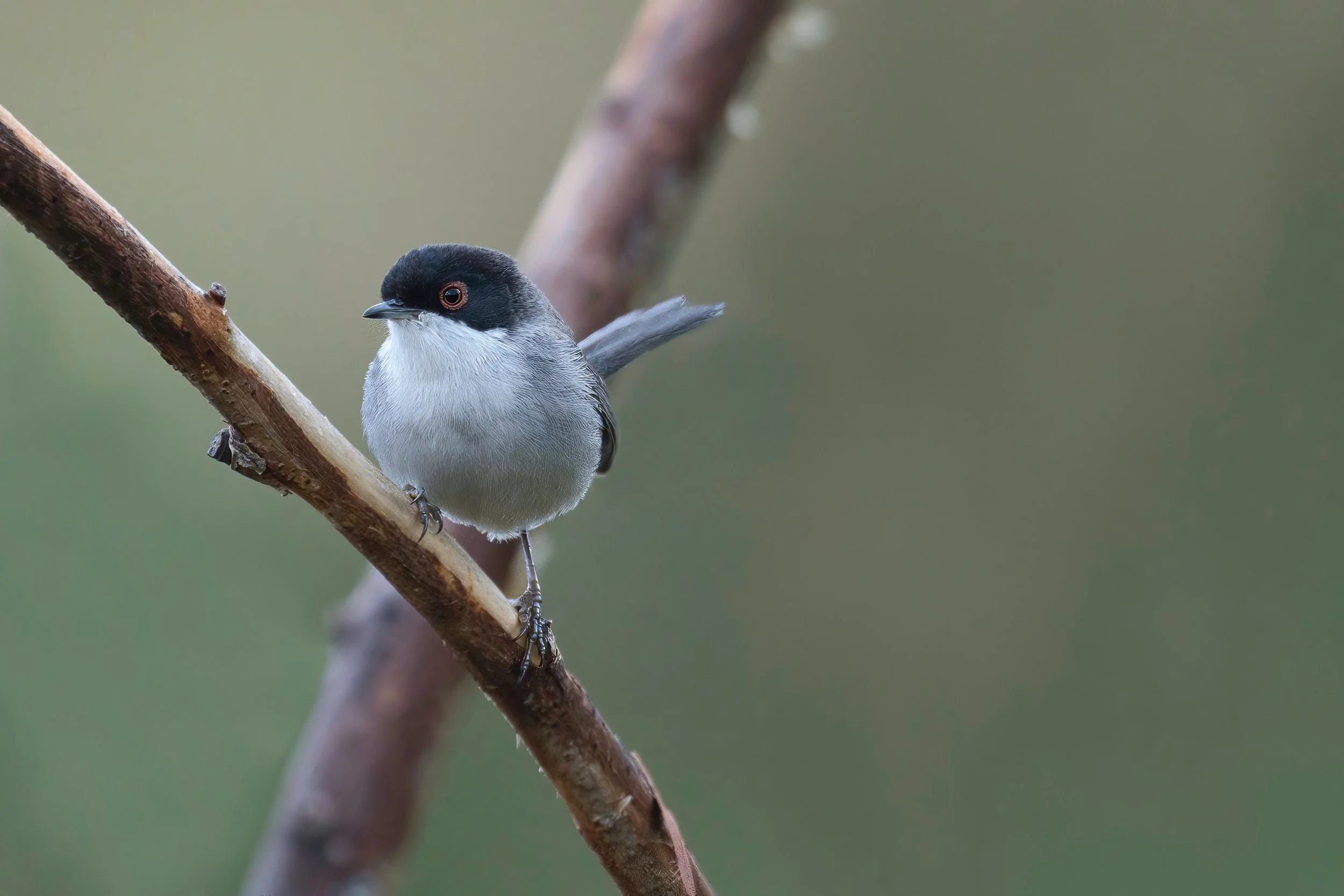Sardinian Warbler D54_3160.jpeg