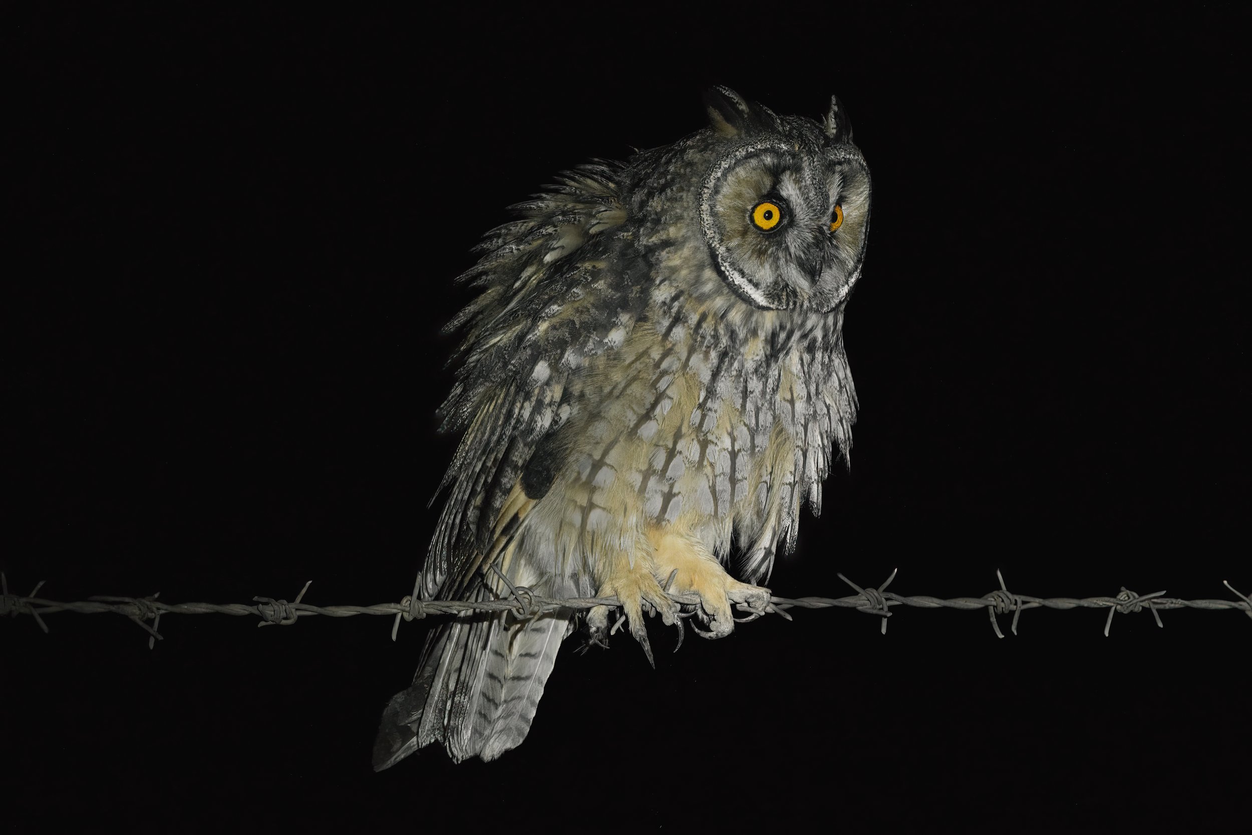Long-eared Owl (Asio otus) Photos