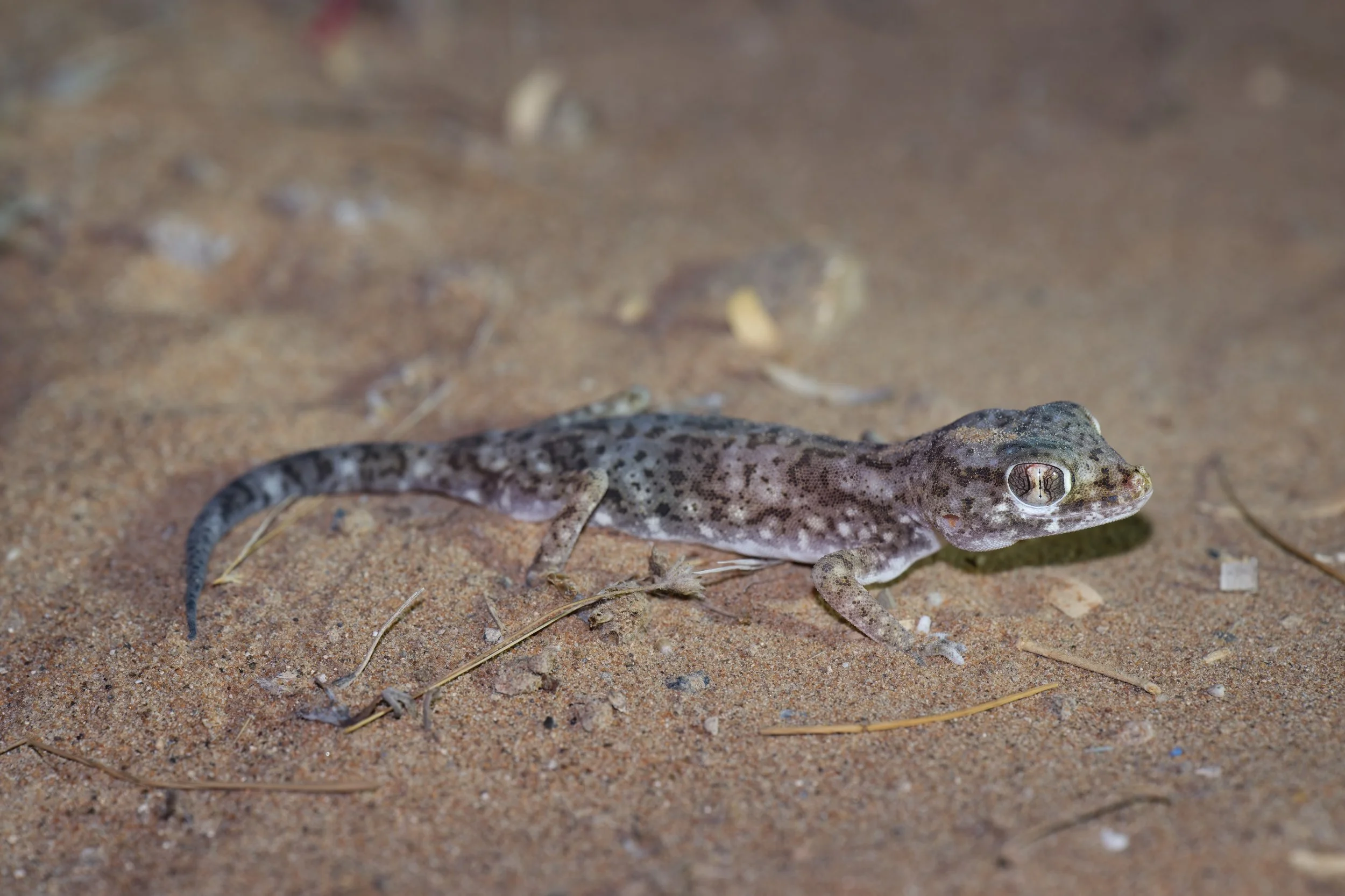 Eastern Sand Gecko | وزغ الرمال الشرقي | Stenodactylus leptocosymbotes