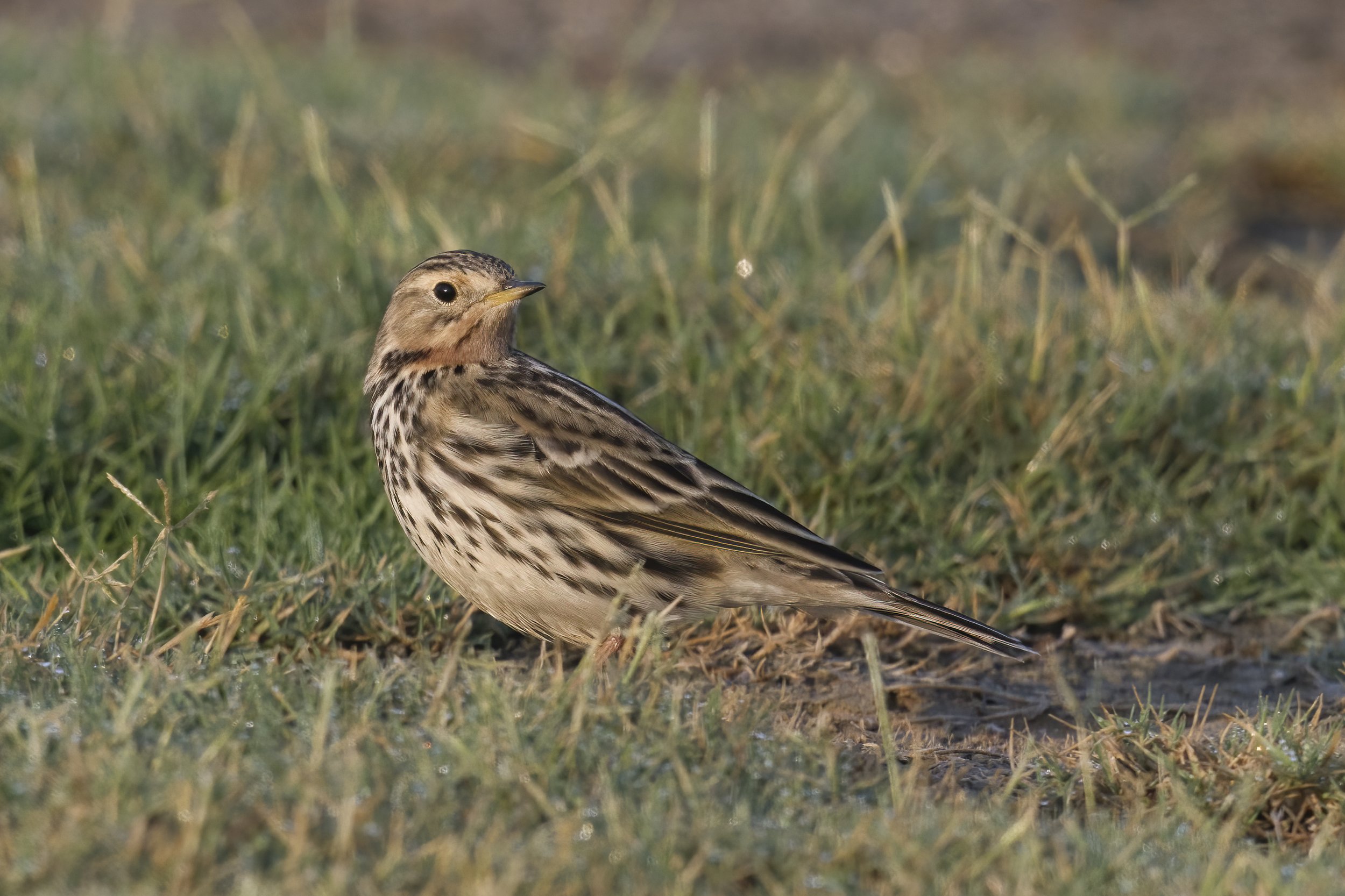 Red-throated Pipit (Anthus cervinus
