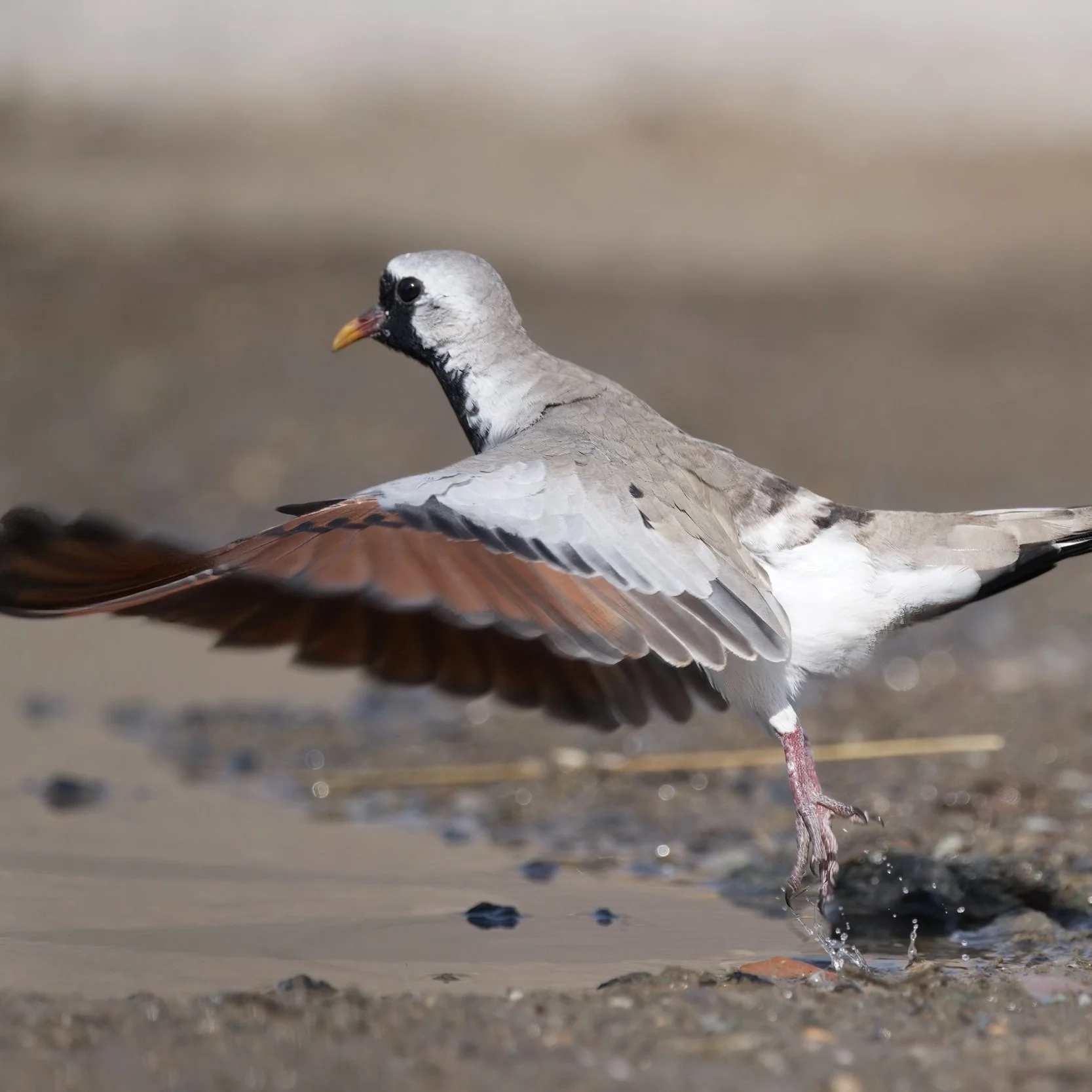 Namaqua Dove \ Oena capensis
