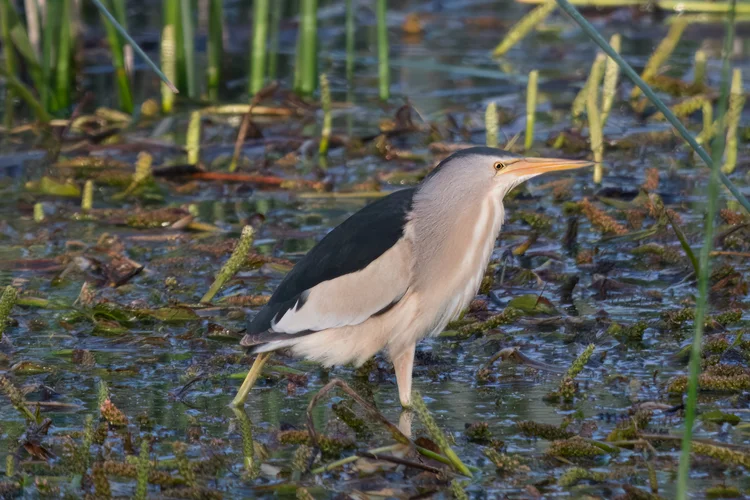 Little Bittern, Lebanon