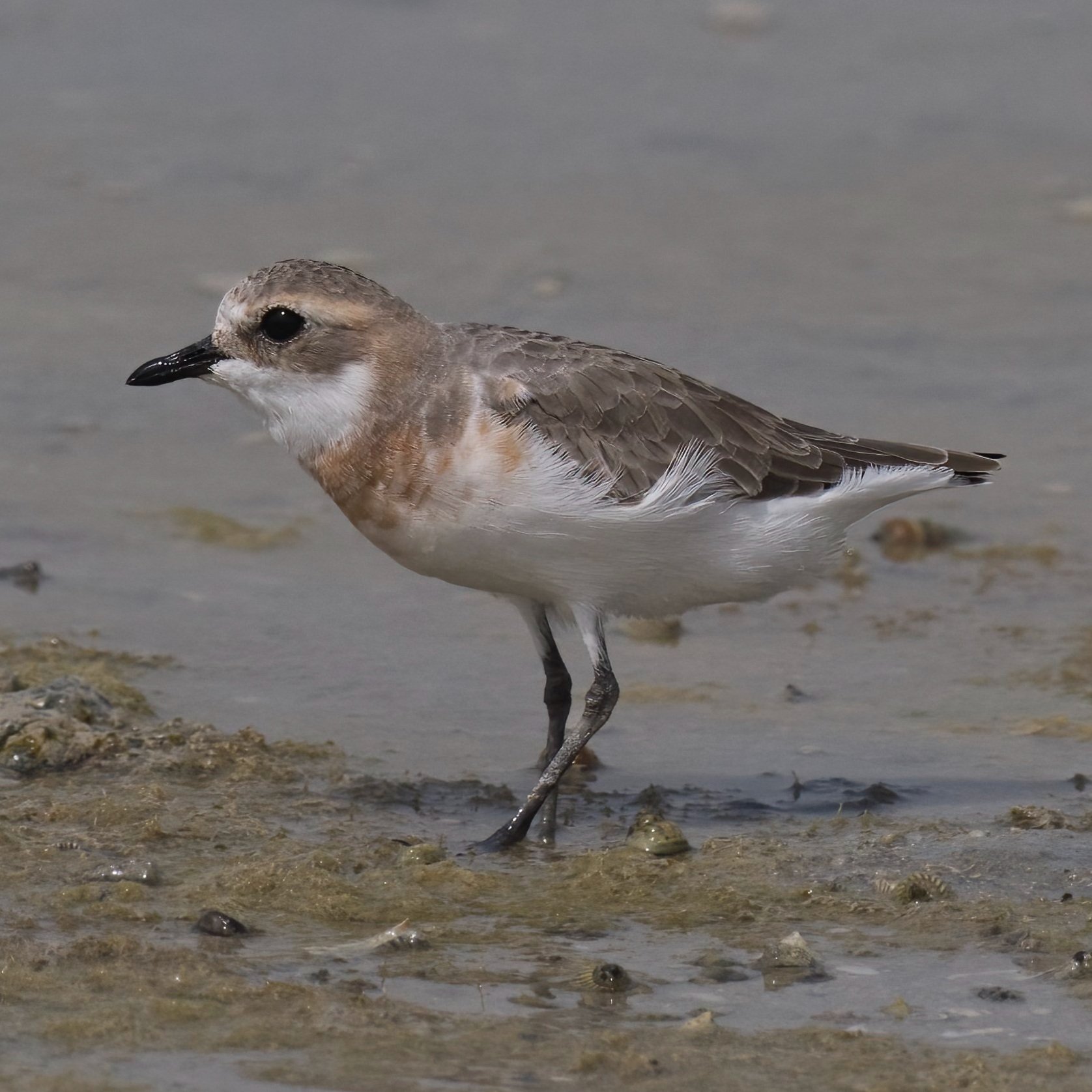 Greater Sandplover / Charadrius leschenaultii