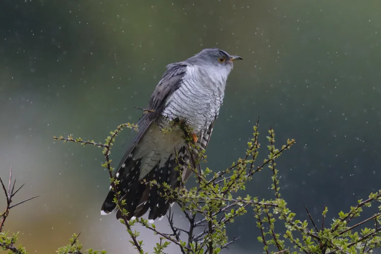 Common cuckoo in Lebanon