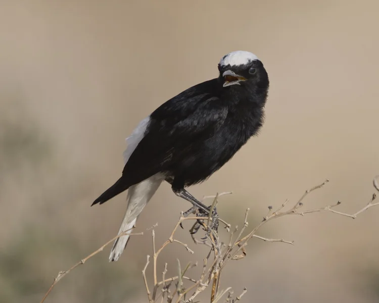 White-crowned Wheatear, UAE