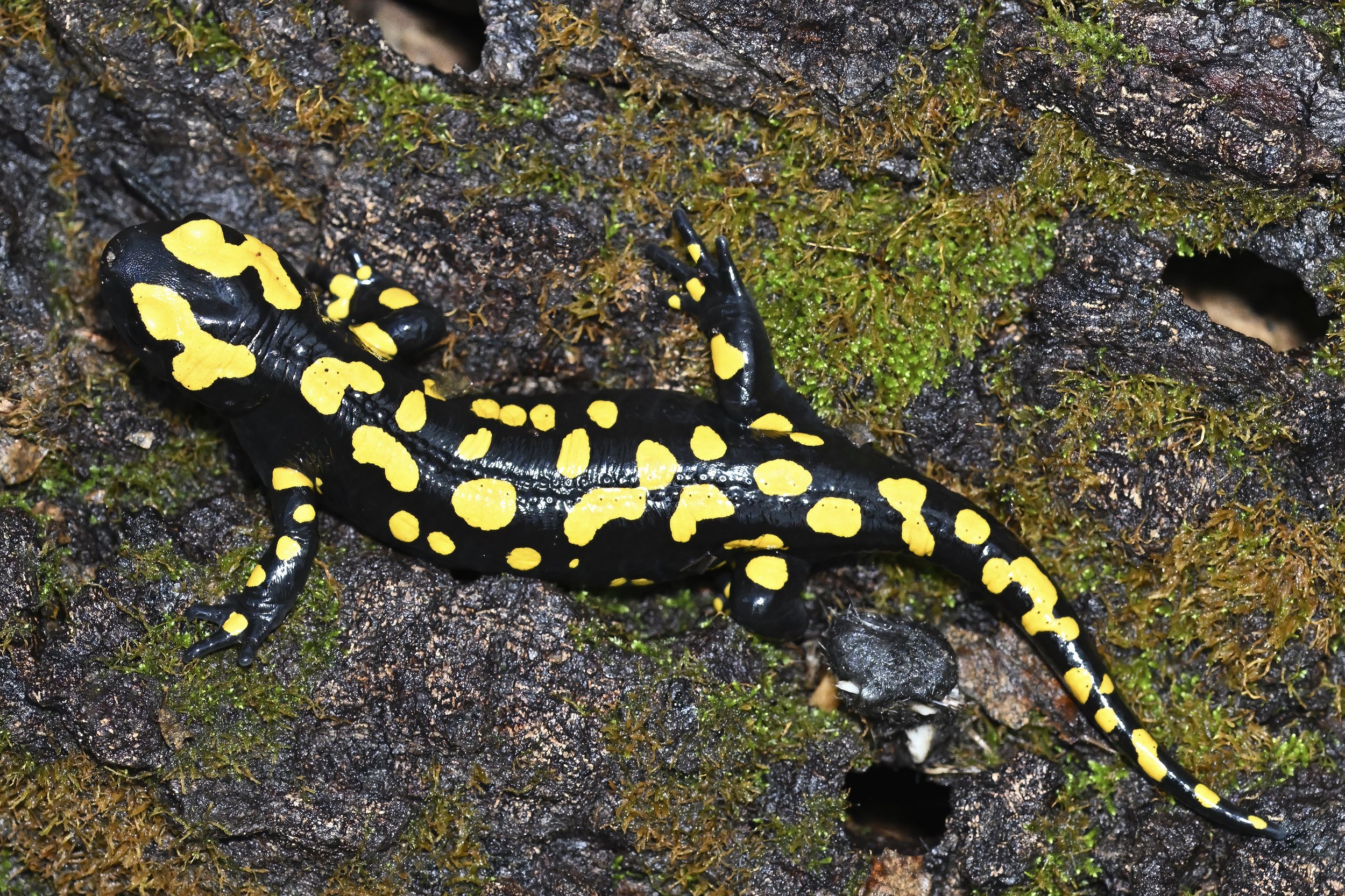 Near Eastern Fire Salamander (Salamandra infraimmaculata) Lebanon