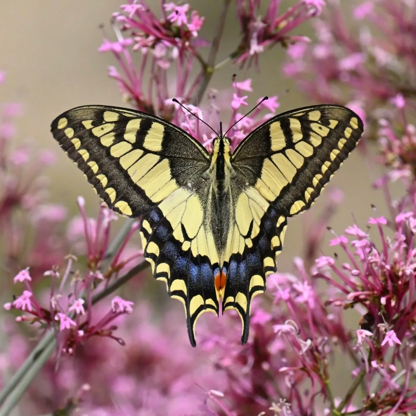Butterflies Photo Gallery