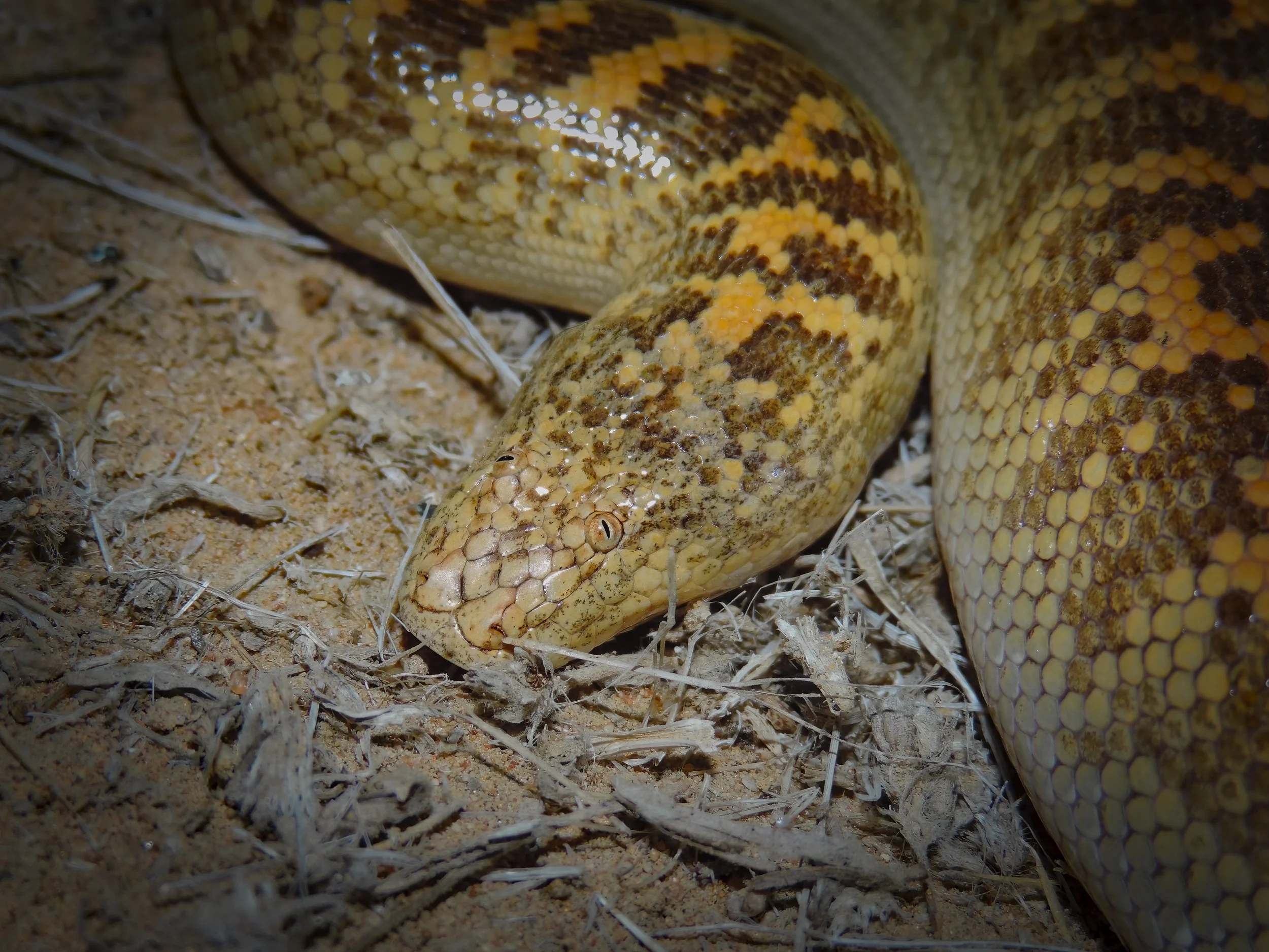 Arabian Sand Boa (Eryx jayakari) by Rami Khashab