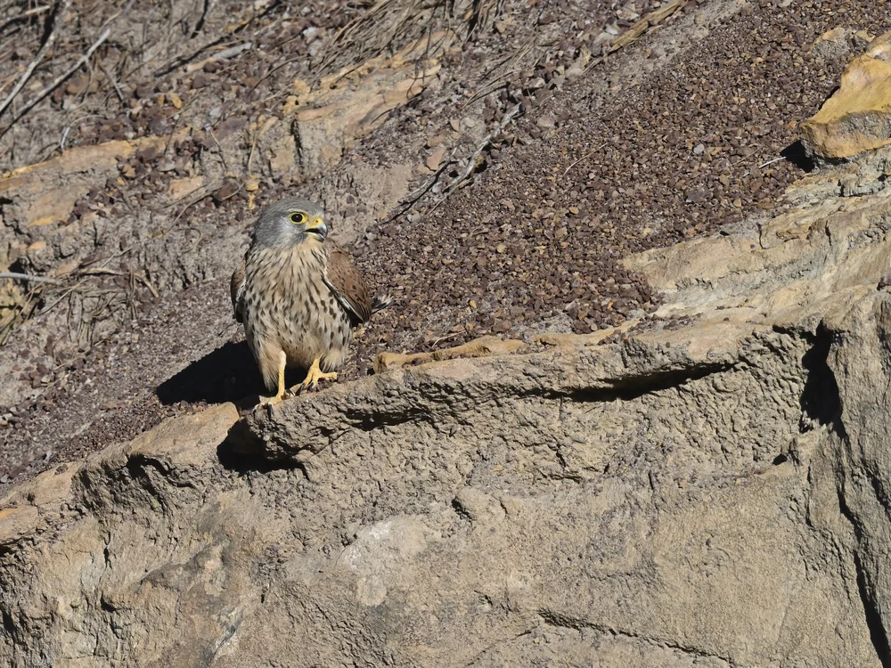 Eurasian Kestrel — Eurasian Kestrel Defending the Territory