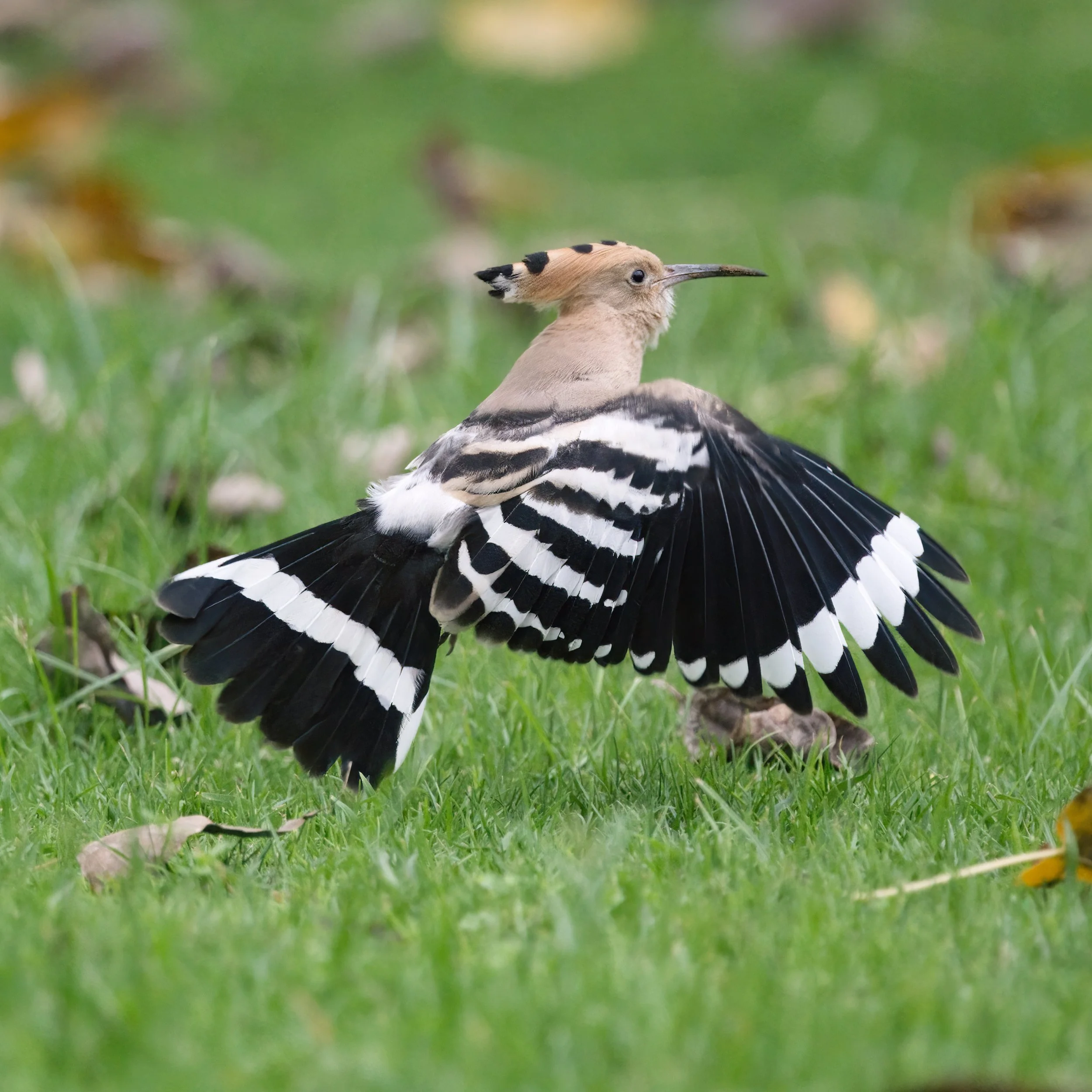 Eurasian Hoopoe flying