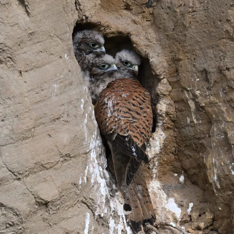 Eurasian kestrel chicks at their nest hole