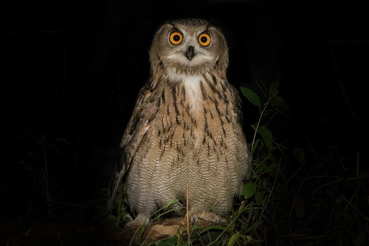 Eurasian Eagle-owl - Wildlife rehabilitation center, Lebanon