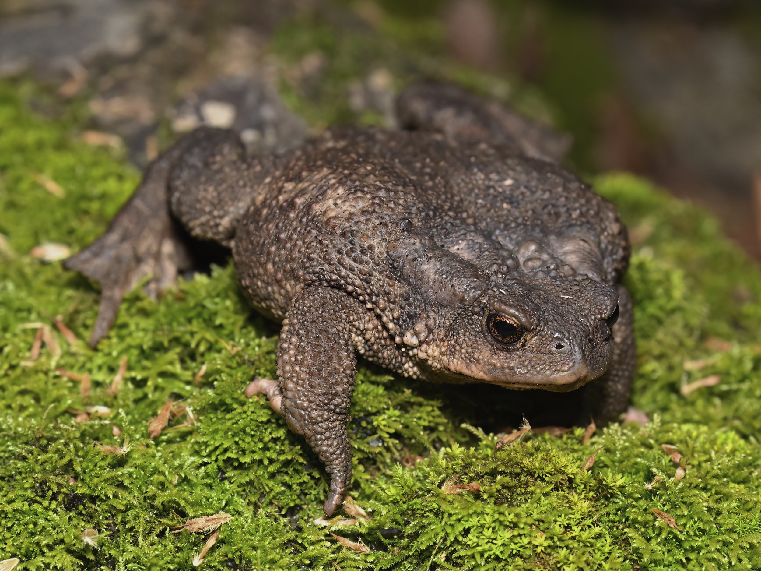Amphibians lebanon