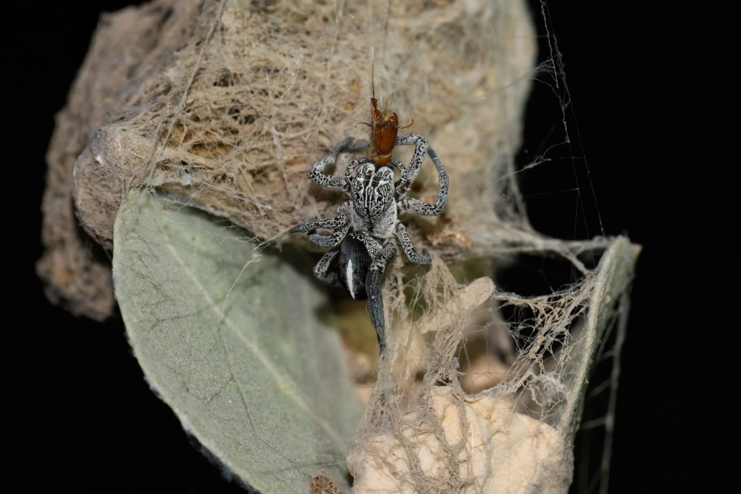 Desert Velvet Spider | العنكبوت المخملي الصحراوي | Stegodyphus lineatus