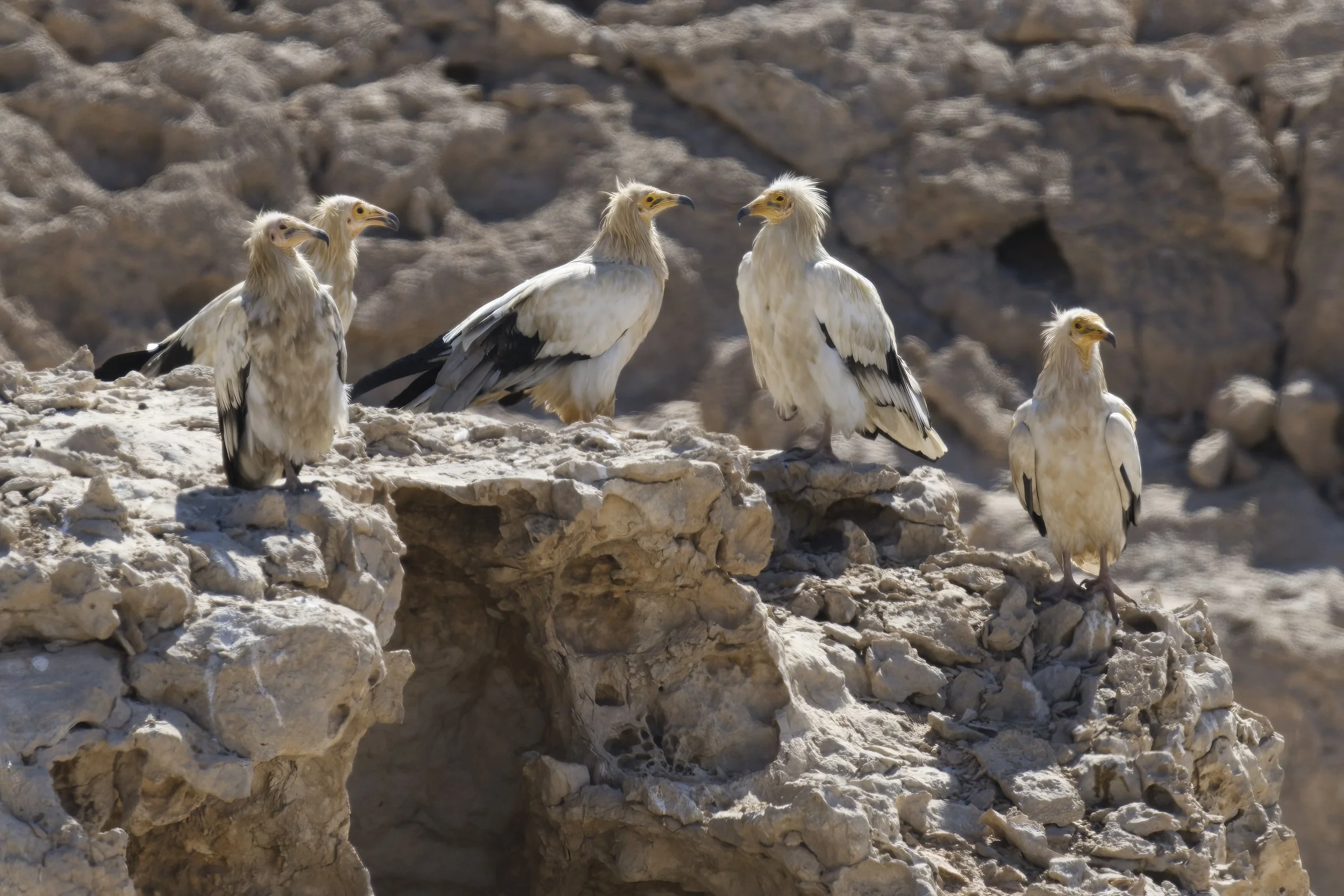 20 Nov 2025 — a half-day spent with the iconic Egyptian Vultures (client visiting from USA). Al Ain, Abu Dhabi, hosts a strong and healthy breeding colony.