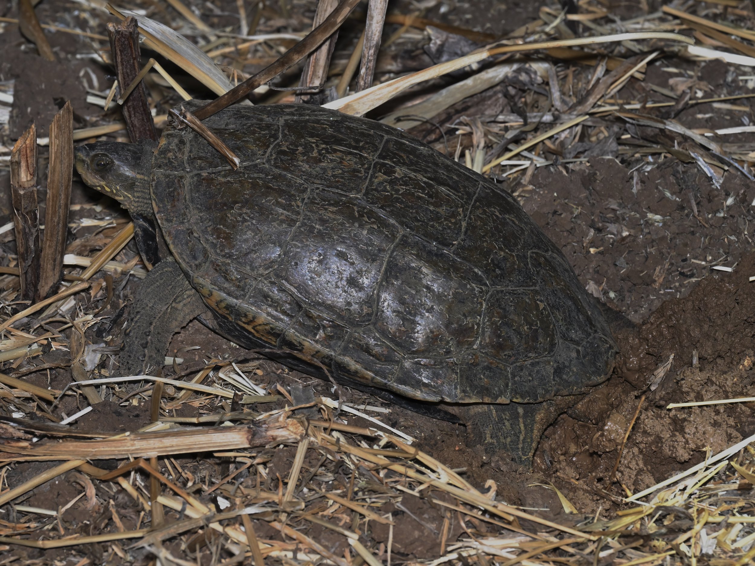 Balkan terrapin ( Mauremys rivulata ) Lebanon