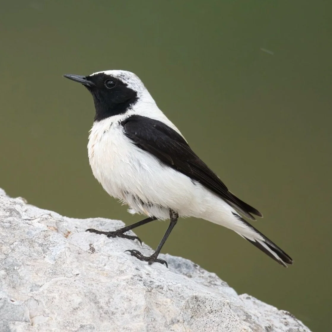 Black-eared Wheatear (Oenanthe hispanica)