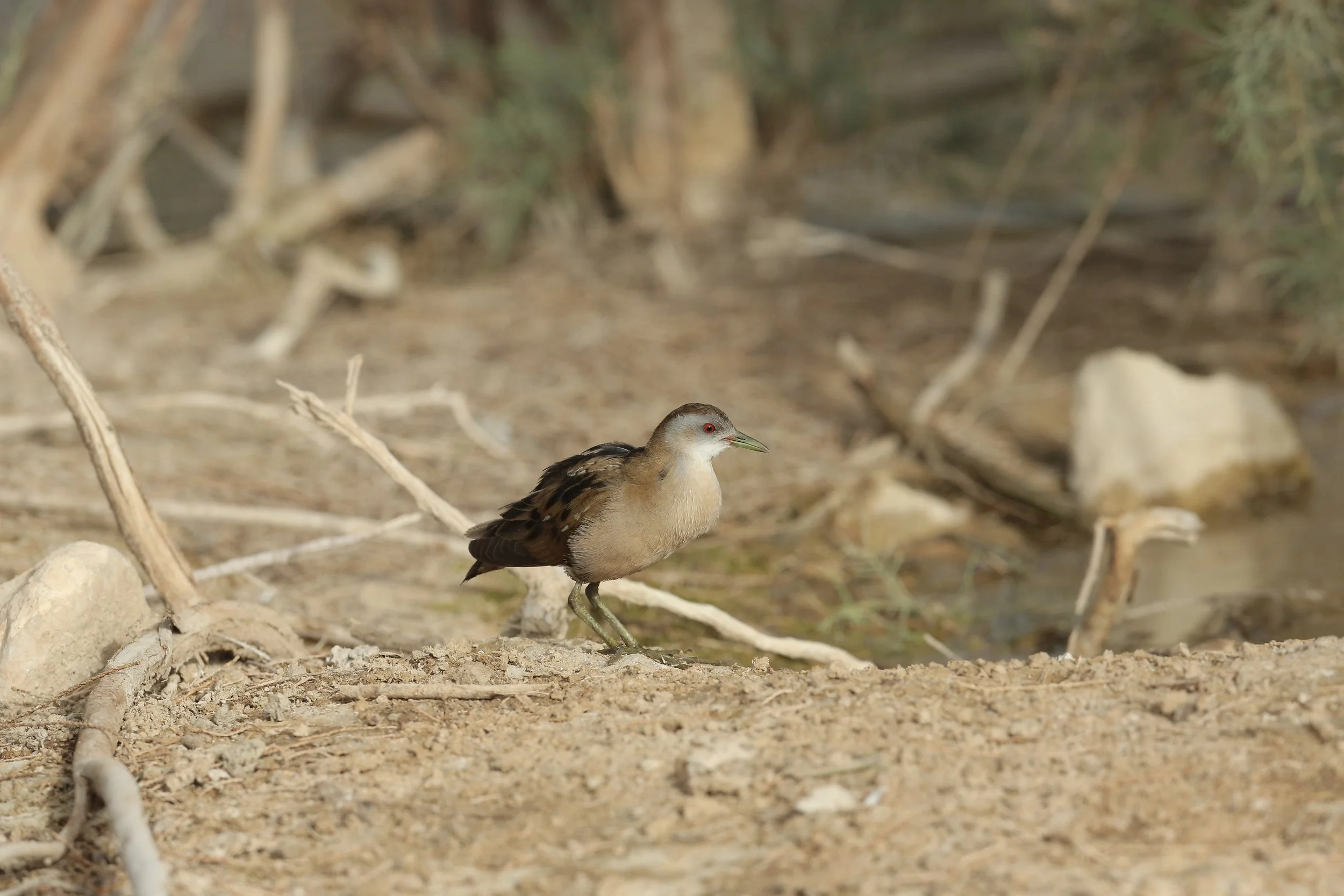 Photo Credit: Paul Kinnock