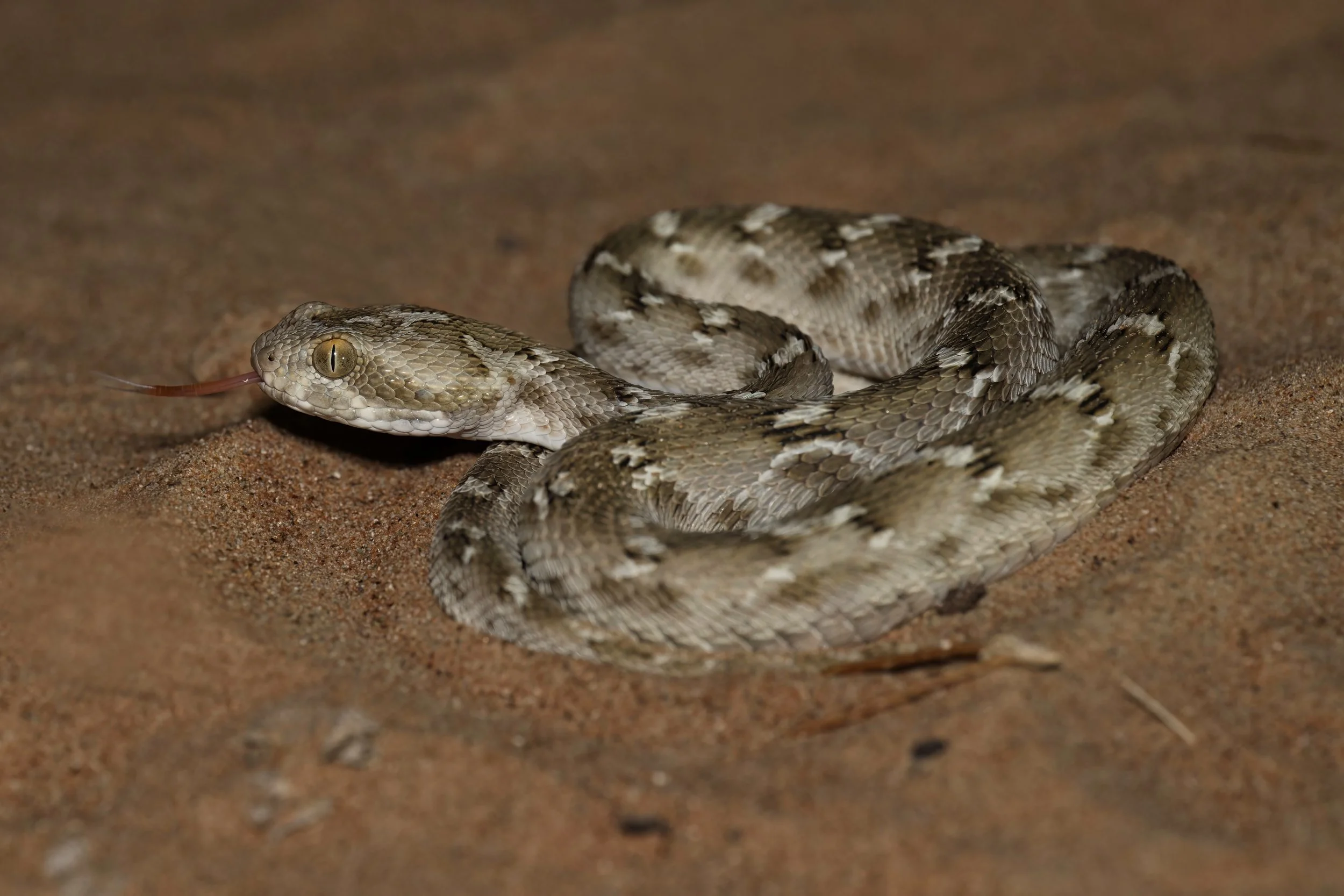 A snake on sandy ground with its tongue sticking out.
