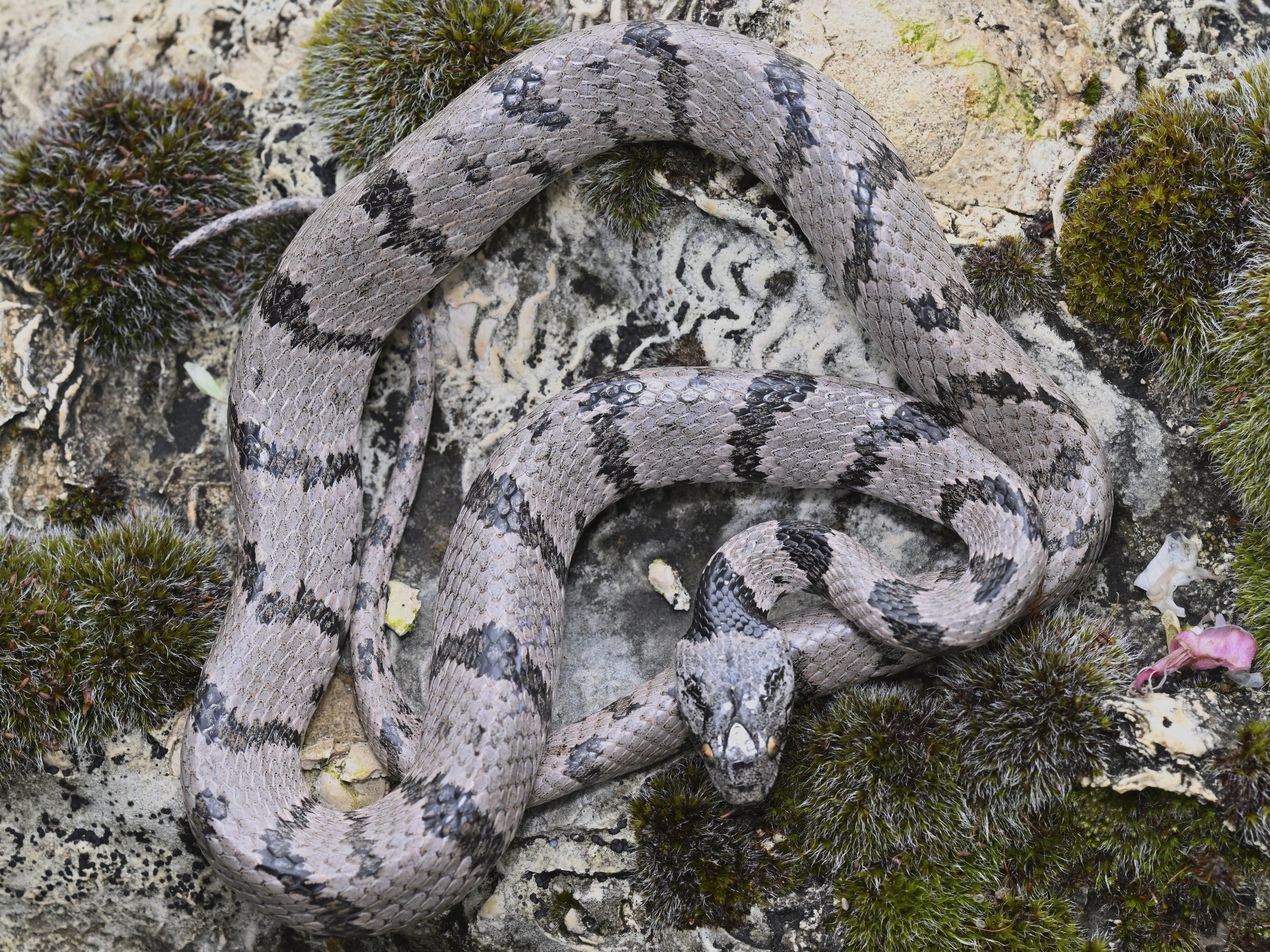 Lebanon Snakes