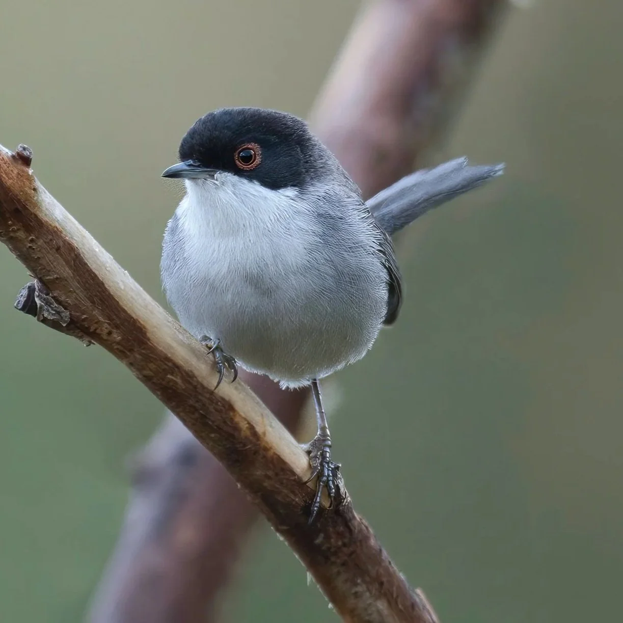 Sardinian Warbler (Curruca melanocephala)