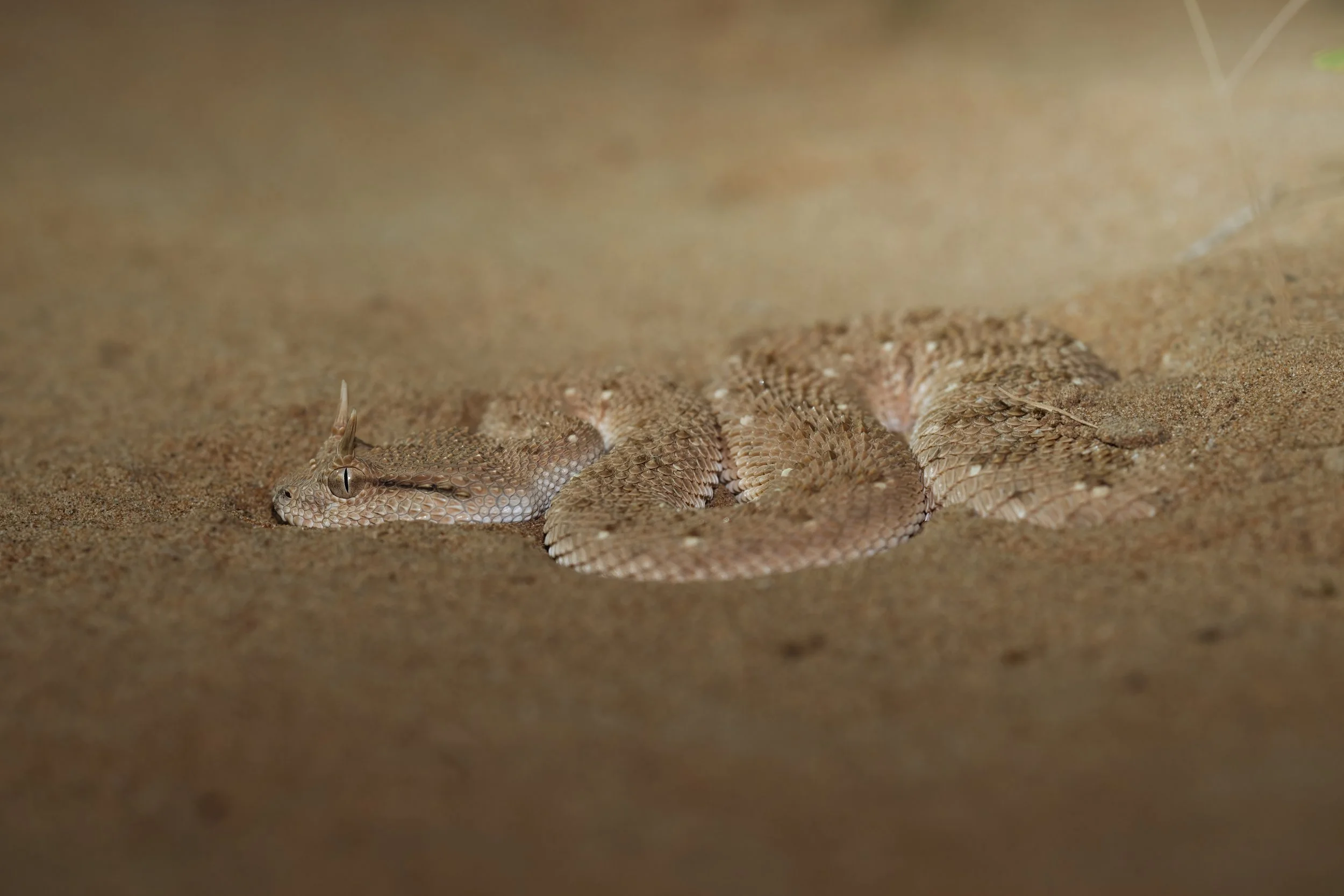 Arabian Horned Viper_Z090526.jpeg